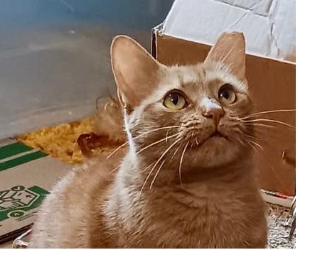 Tangerine, Adoptable, Young Female Domestic Short Hair.