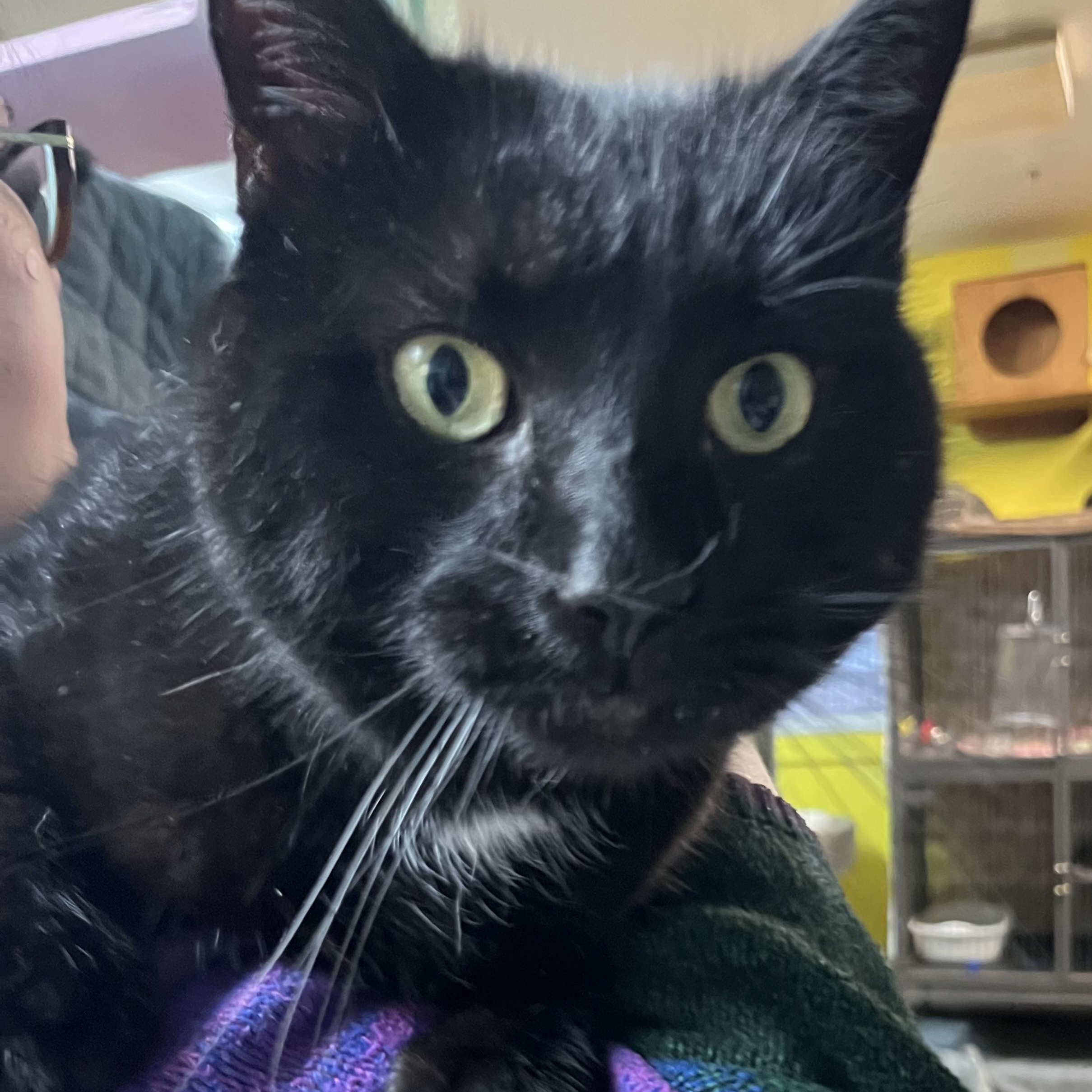 Enlarge Lucky Lou (FIV+), a Adoptable Domestic Short Hair in Cortland, NY image 2/4