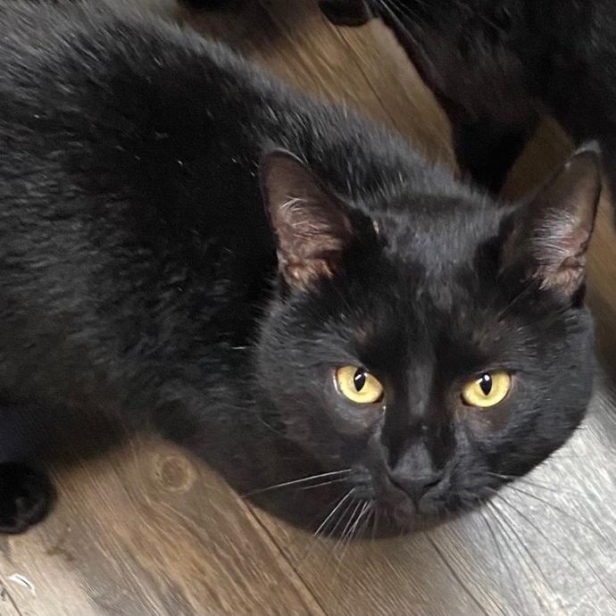 Lucky Lou (FIV+), Adoptable, Adult Male Domestic Short Hair.