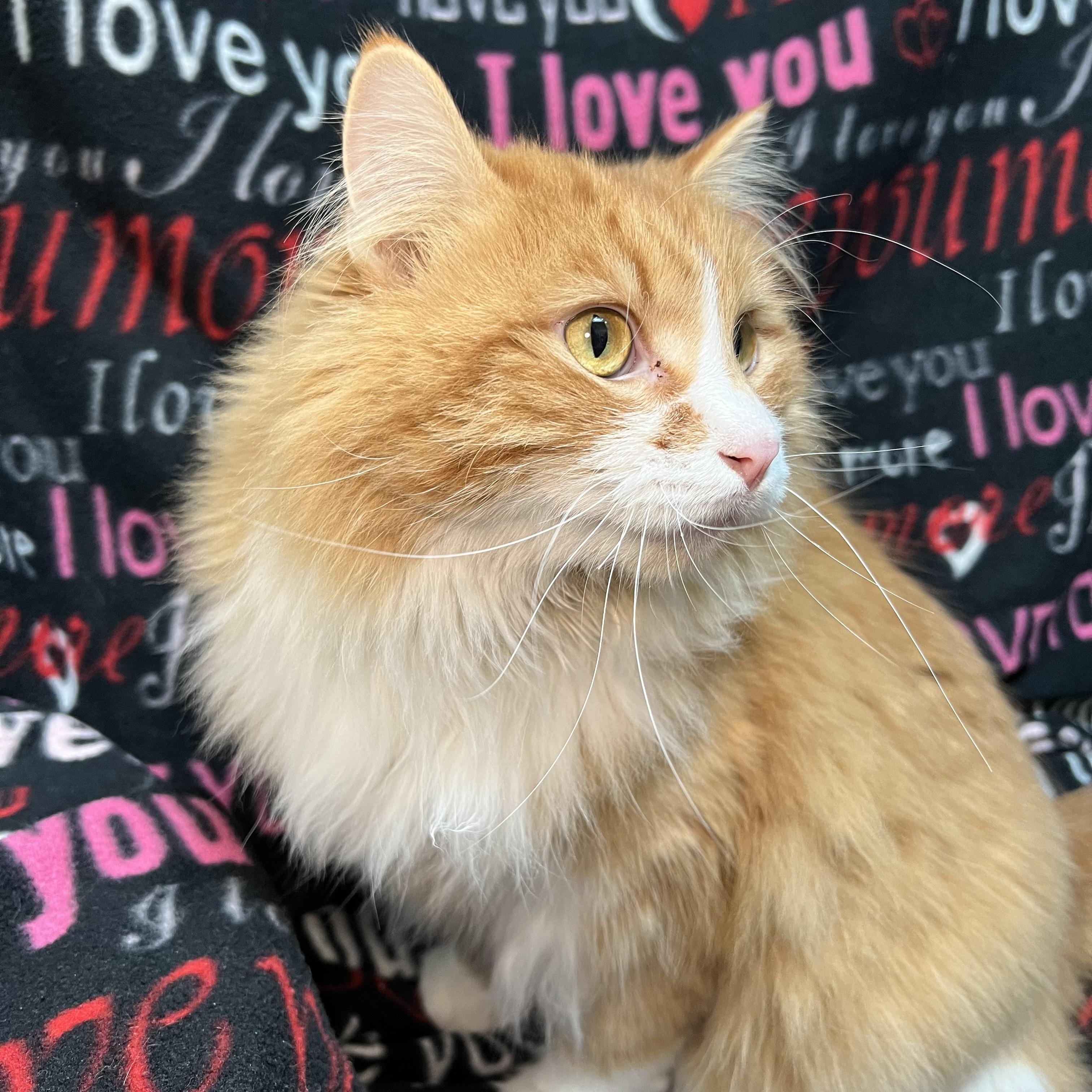 Opie, an adopted Domestic Long Hair in Fairmont, MN image 6/6