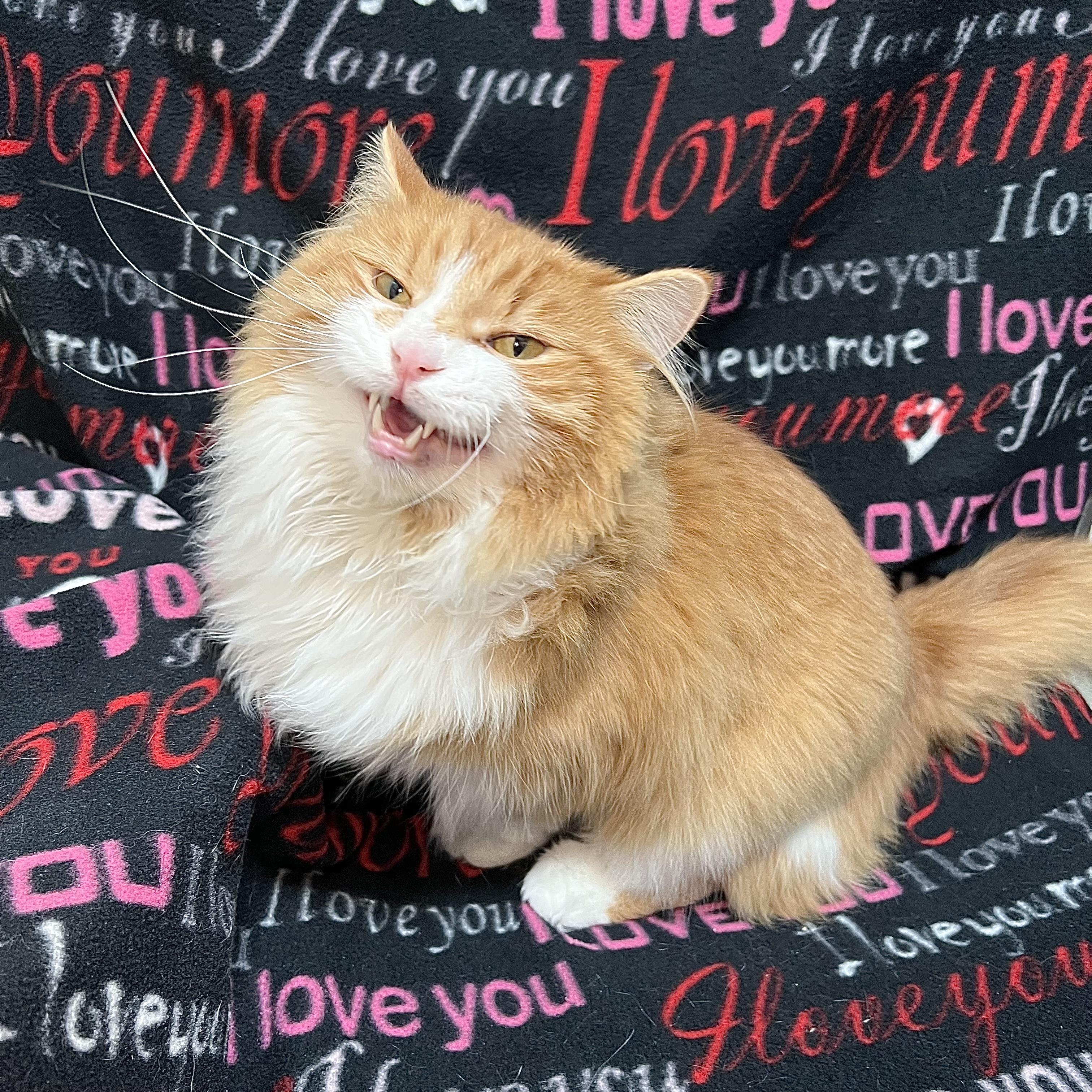 Opie, an adopted Domestic Long Hair in Fairmont, MN image 2/6