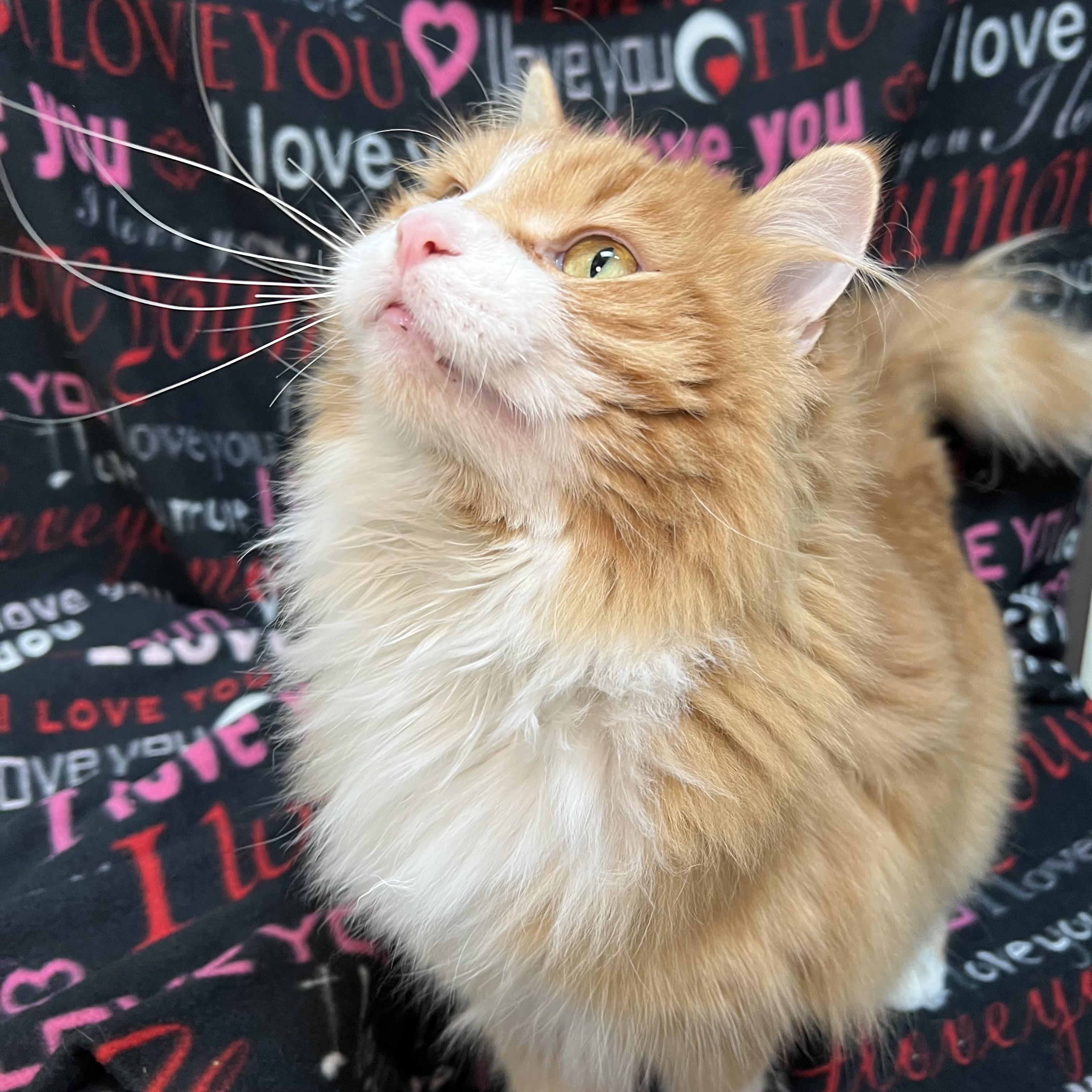 Opie, an adopted Domestic Long Hair in Fairmont, MN image 5/6