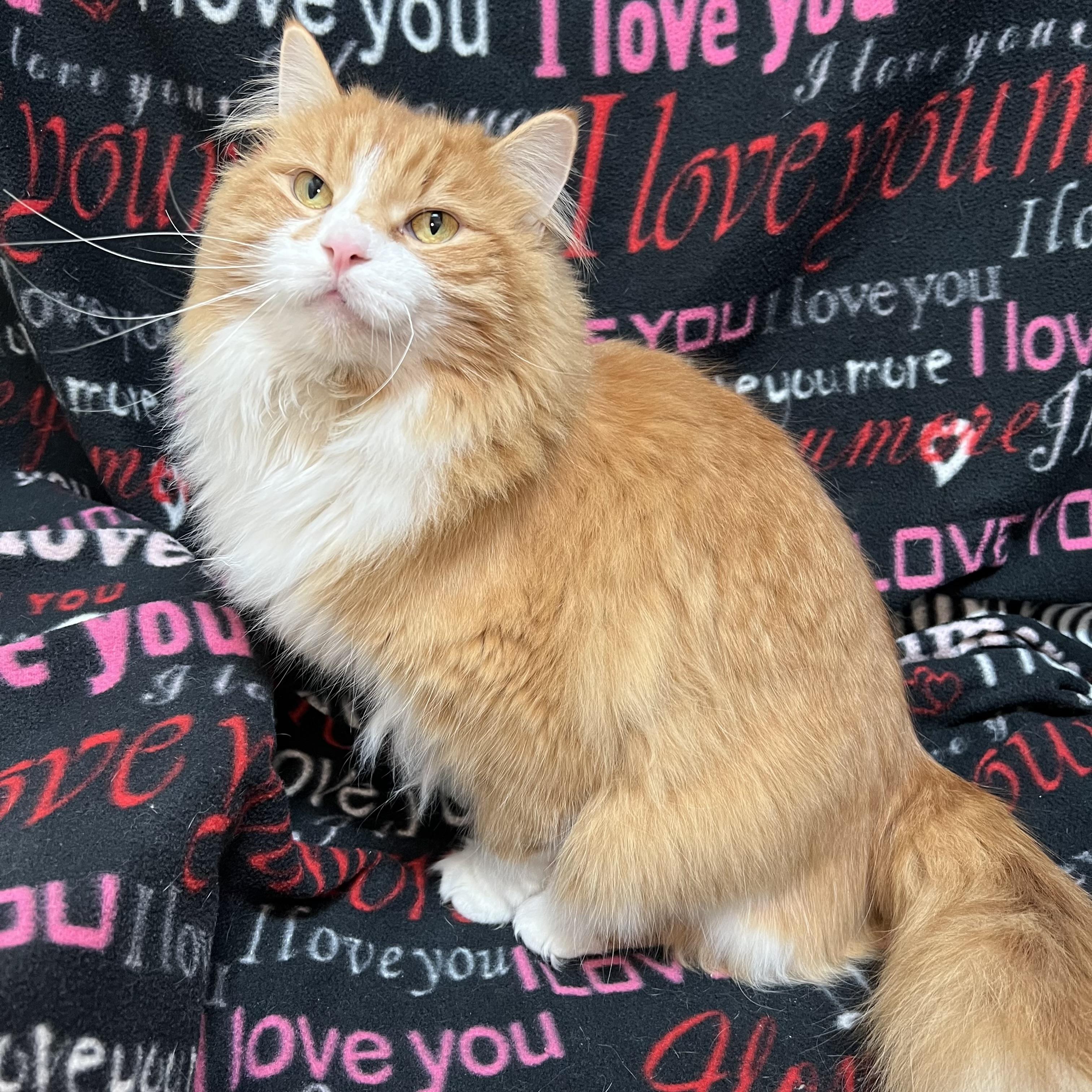 Opie, an adopted Domestic Long Hair in Fairmont, MN image 1/6