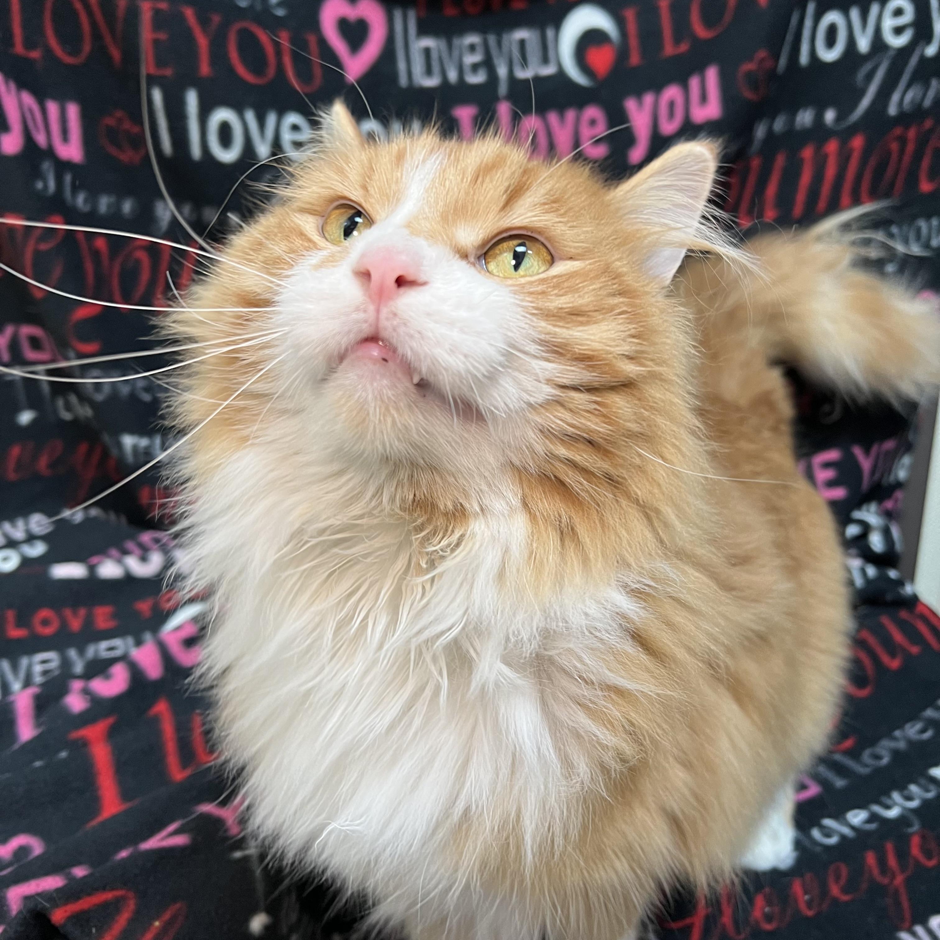 Opie, an adopted Domestic Long Hair in Fairmont, MN image 3/6