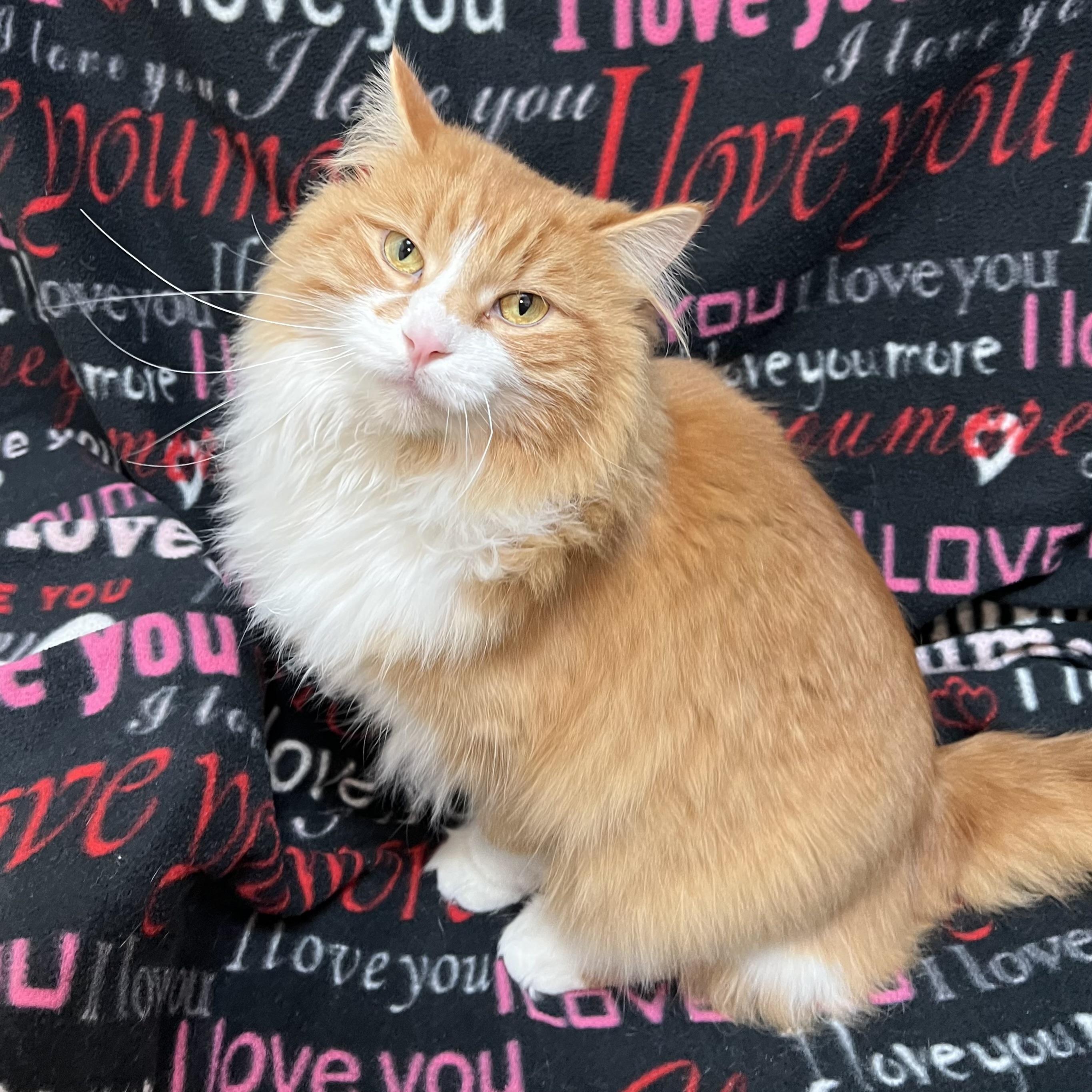 Opie, an adopted Domestic Long Hair in Fairmont, MN image 4/6