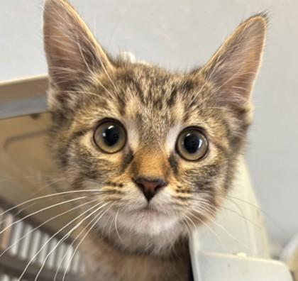 Marilyn, Adoptable, Kitten Female Domestic Short Hair & Domestic Short Hair.