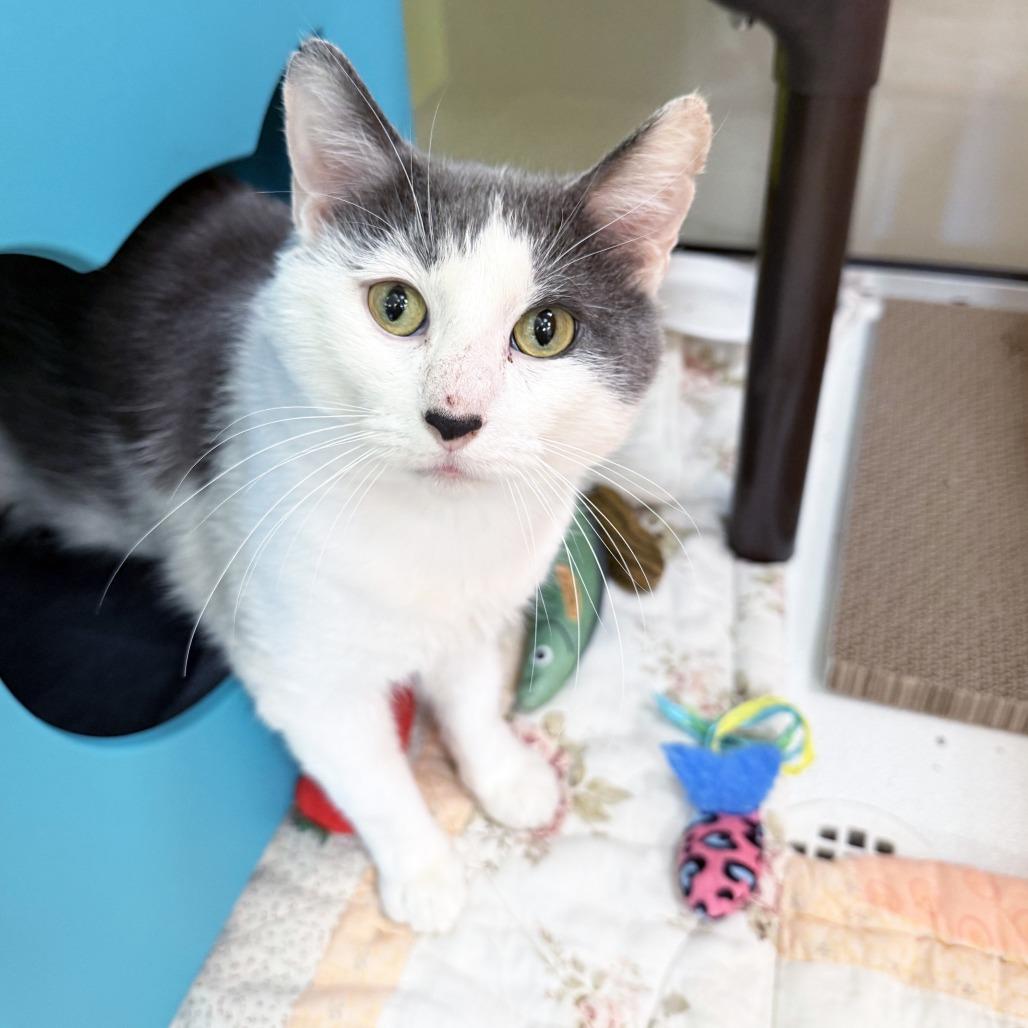 Enlarge Goose, a Adopted Domestic Short Hair in Oshkosh, WI image 1/5