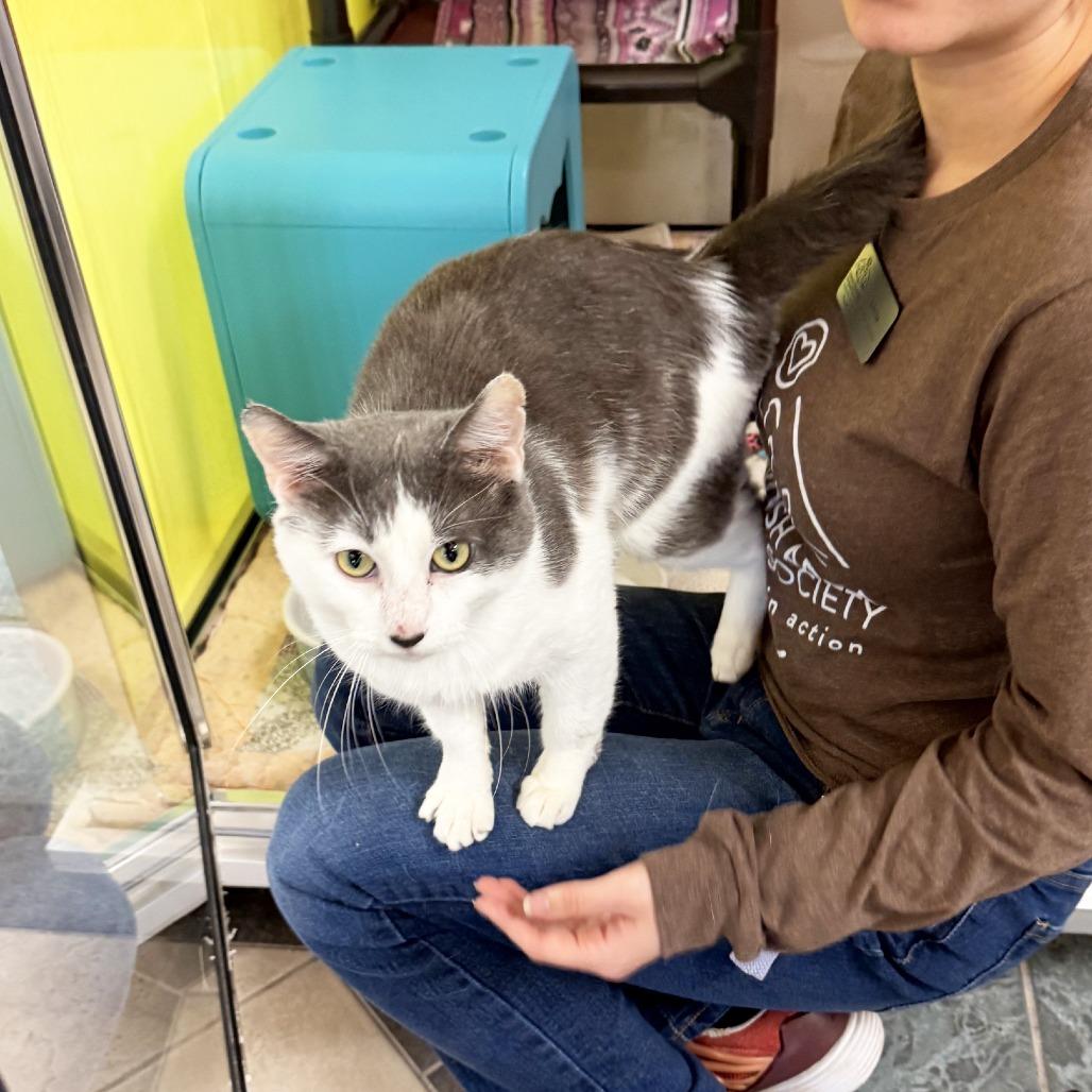 Enlarge Goose, a Adopted Domestic Short Hair in Oshkosh, WI image 2/5
