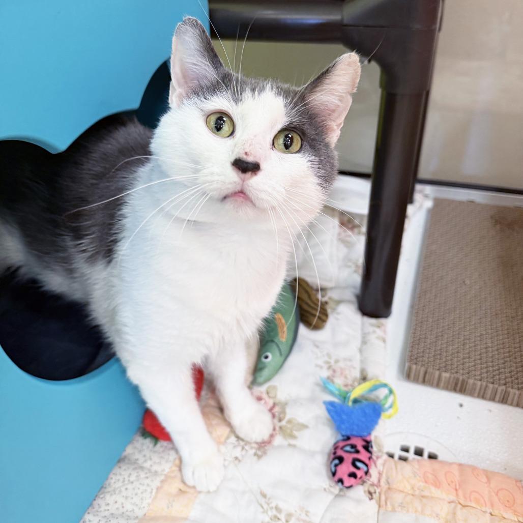 Enlarge Goose, a Adopted Domestic Short Hair in Oshkosh, WI image 3/5