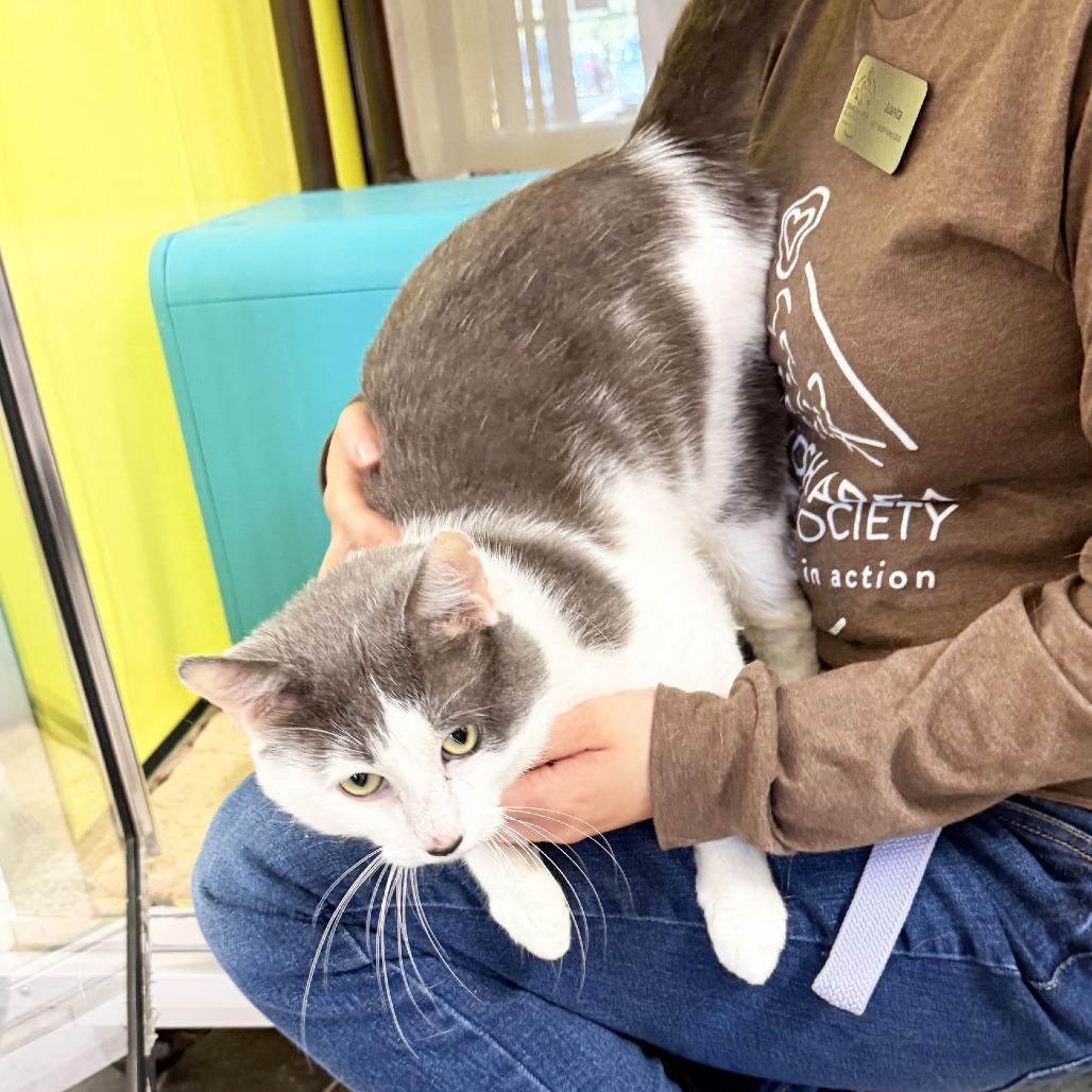 Enlarge Goose, a Adopted Domestic Short Hair in Oshkosh, WI image 4/5