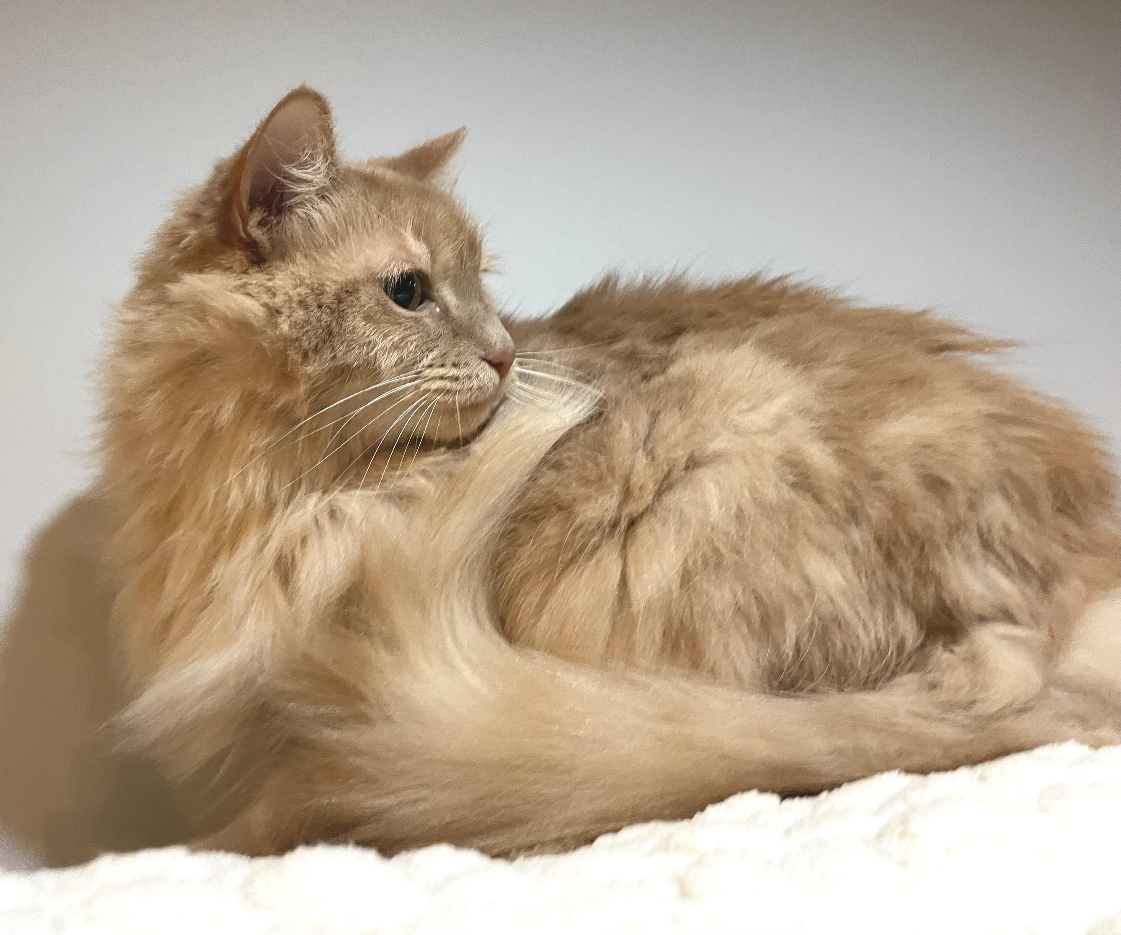Mango, a Adoptable Domestic Medium Hair in Cranbrook, BC image 1/3
