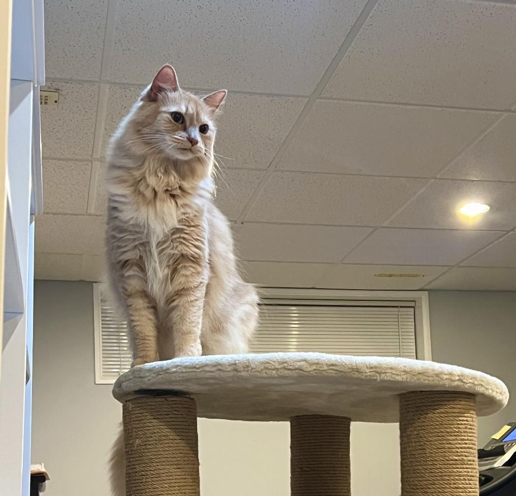 Mango, a Adoptable Domestic Medium Hair in Cranbrook, BC image 2/3