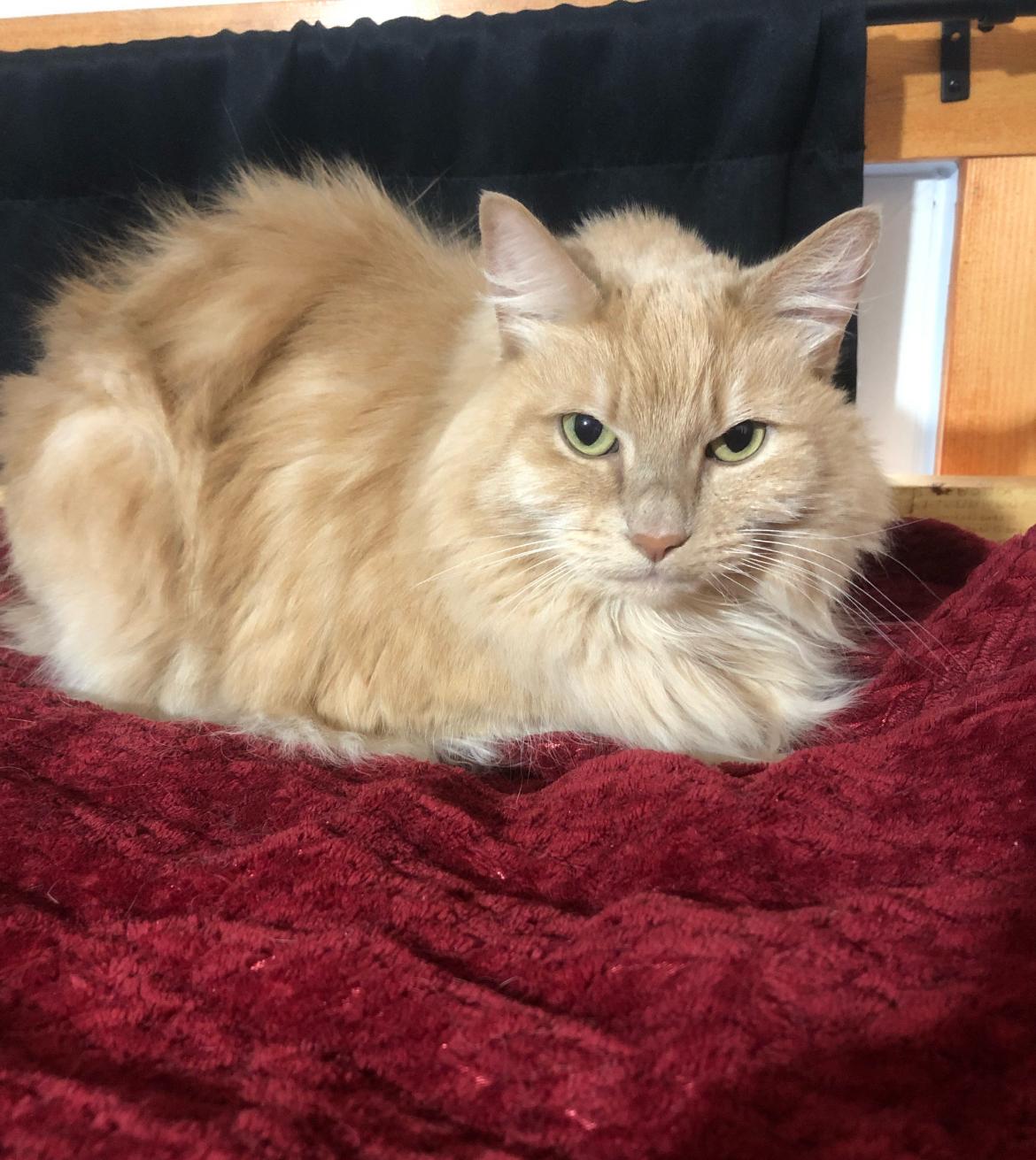Mango, a Adoptable Domestic Medium Hair in Cranbrook, BC image 3/3