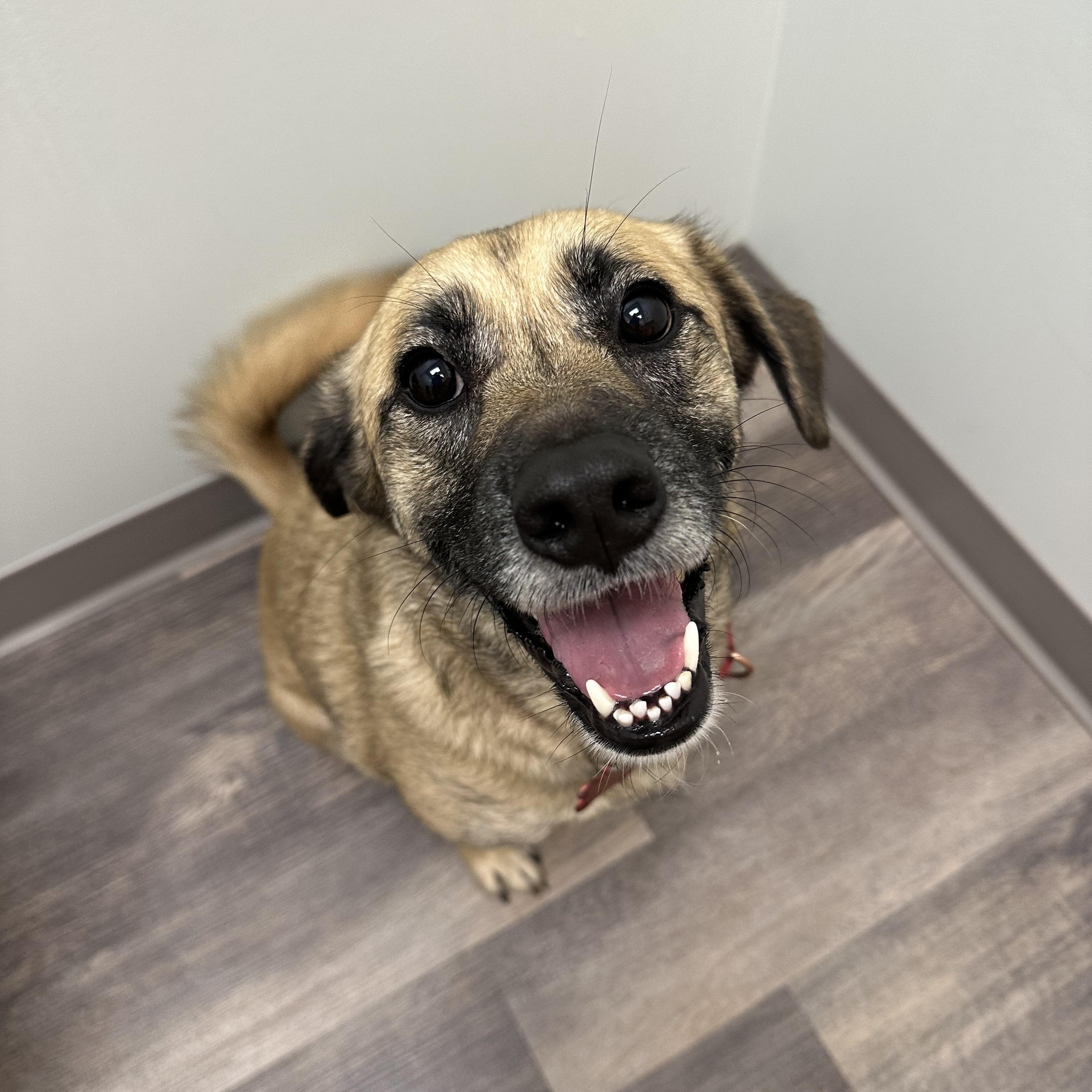 Junebug, a Adoptable mixed breed in Sherman, CT image 4/5