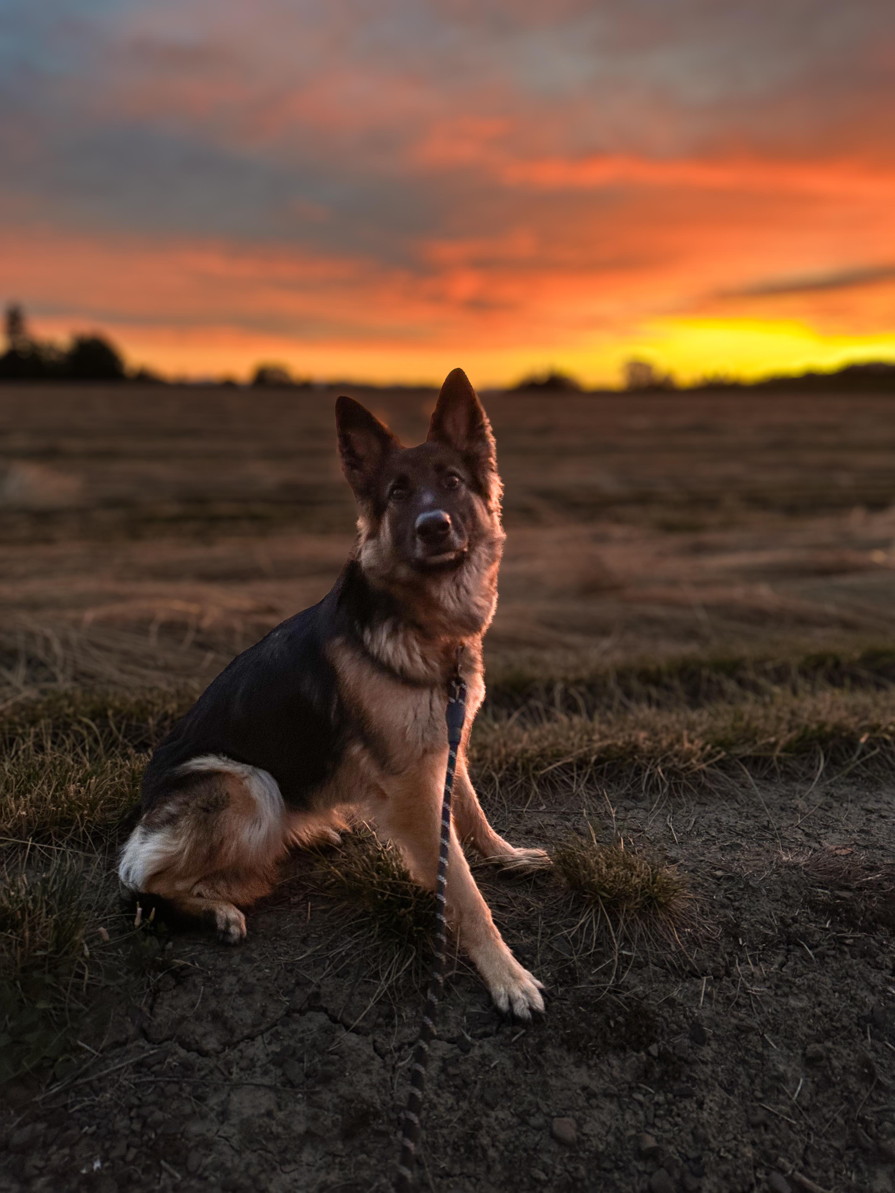 Zara, a Adopted German Shepherd Dog in Portland, OR image 3/5