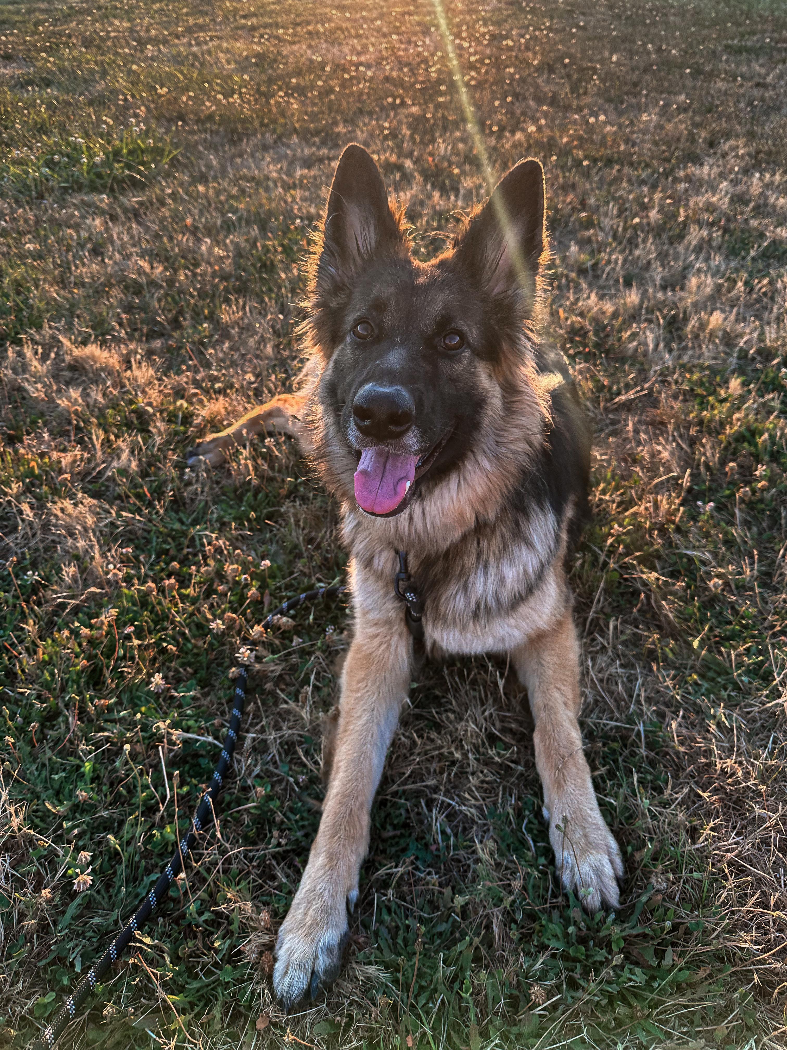 Zara, a Adopted German Shepherd Dog in Portland, OR image 2/5