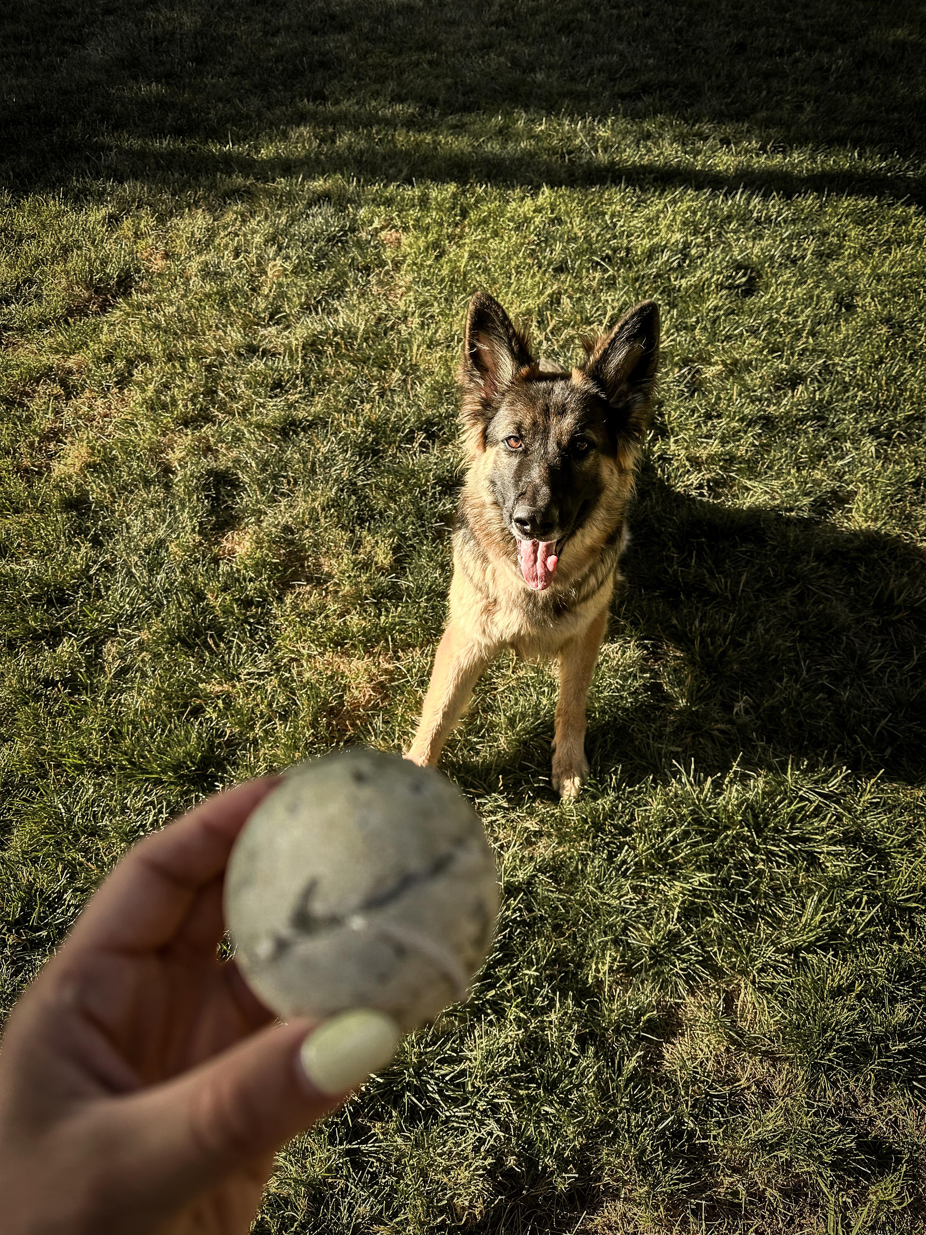 Zara, a Adopted German Shepherd Dog in Portland, OR image 5/5