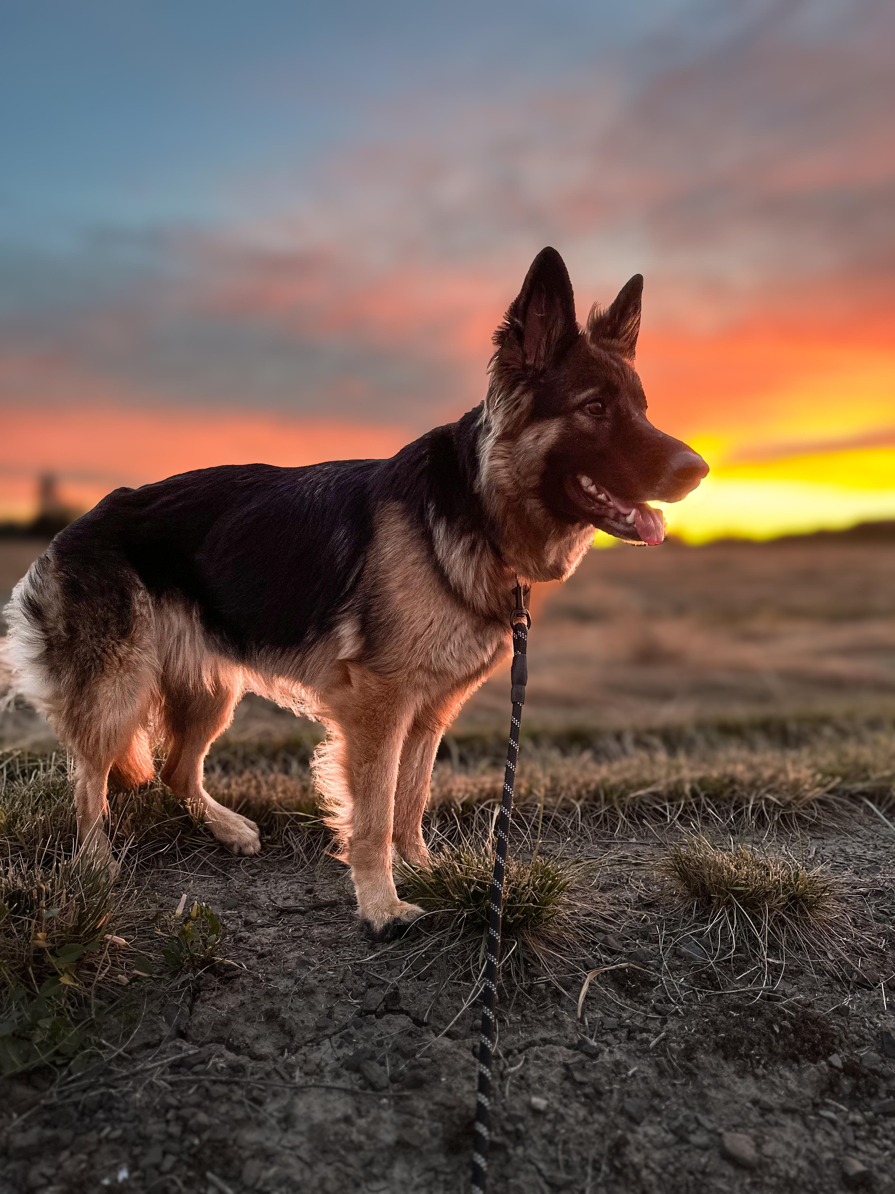 Zara, Adopted, Young Female German Shepherd Dog.