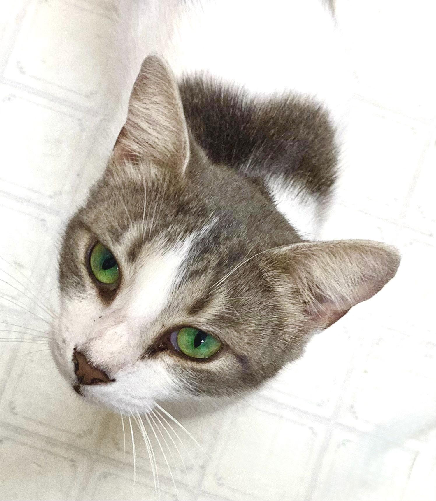 Enlarge Dani, a Adoptable Tabby in Fort Myers, FL image 2/3