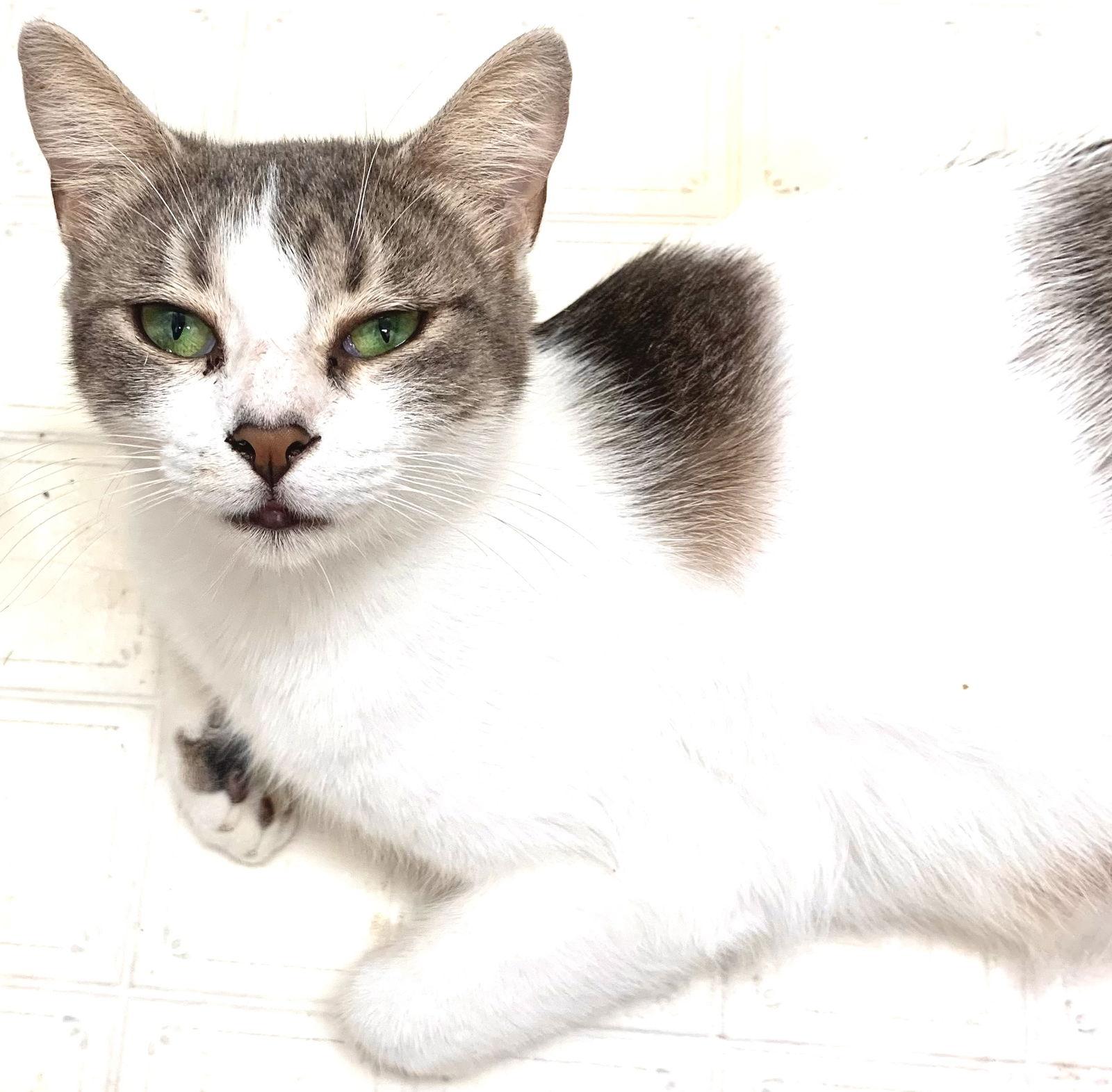 Enlarge Dani, a Adoptable Tabby in Fort Myers, FL image 3/3