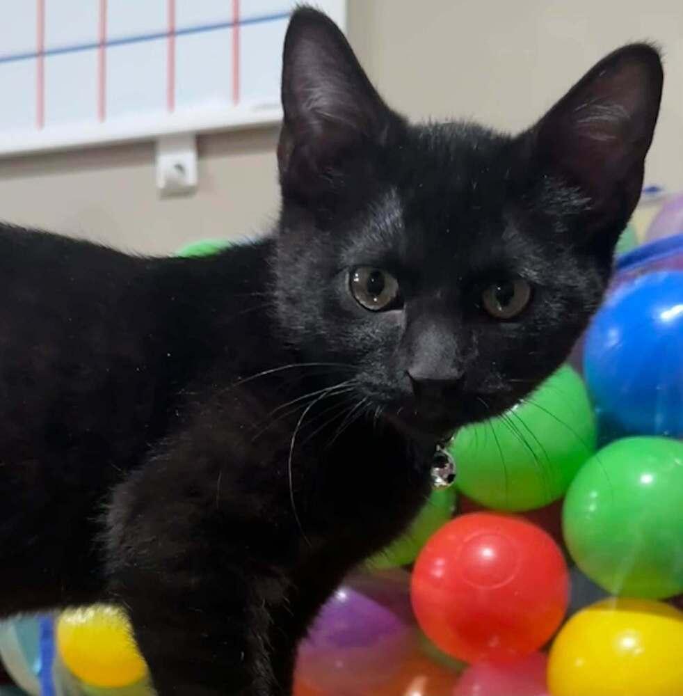 Rocky, Adoptable, Kitten Male Domestic Short Hair.