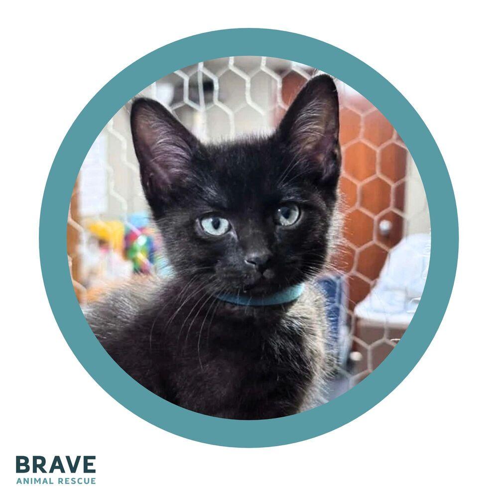 Enlarge Rocky, a Adoptable mixed breed in Lincoln, NE image 5/5