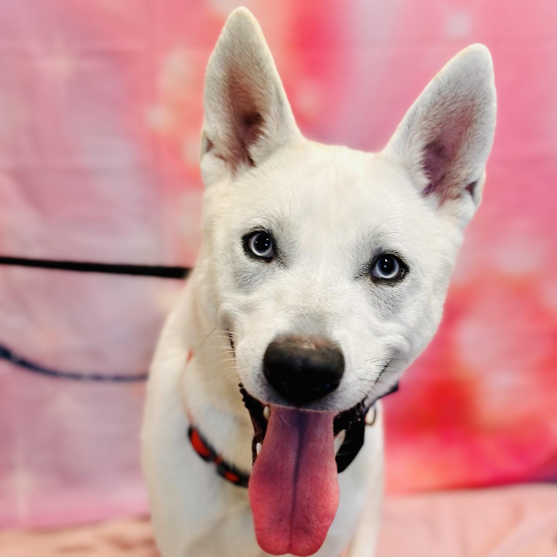 Enlarge Blitz , a ADOPTABLE Husky in Jackson, NJ image 2/6