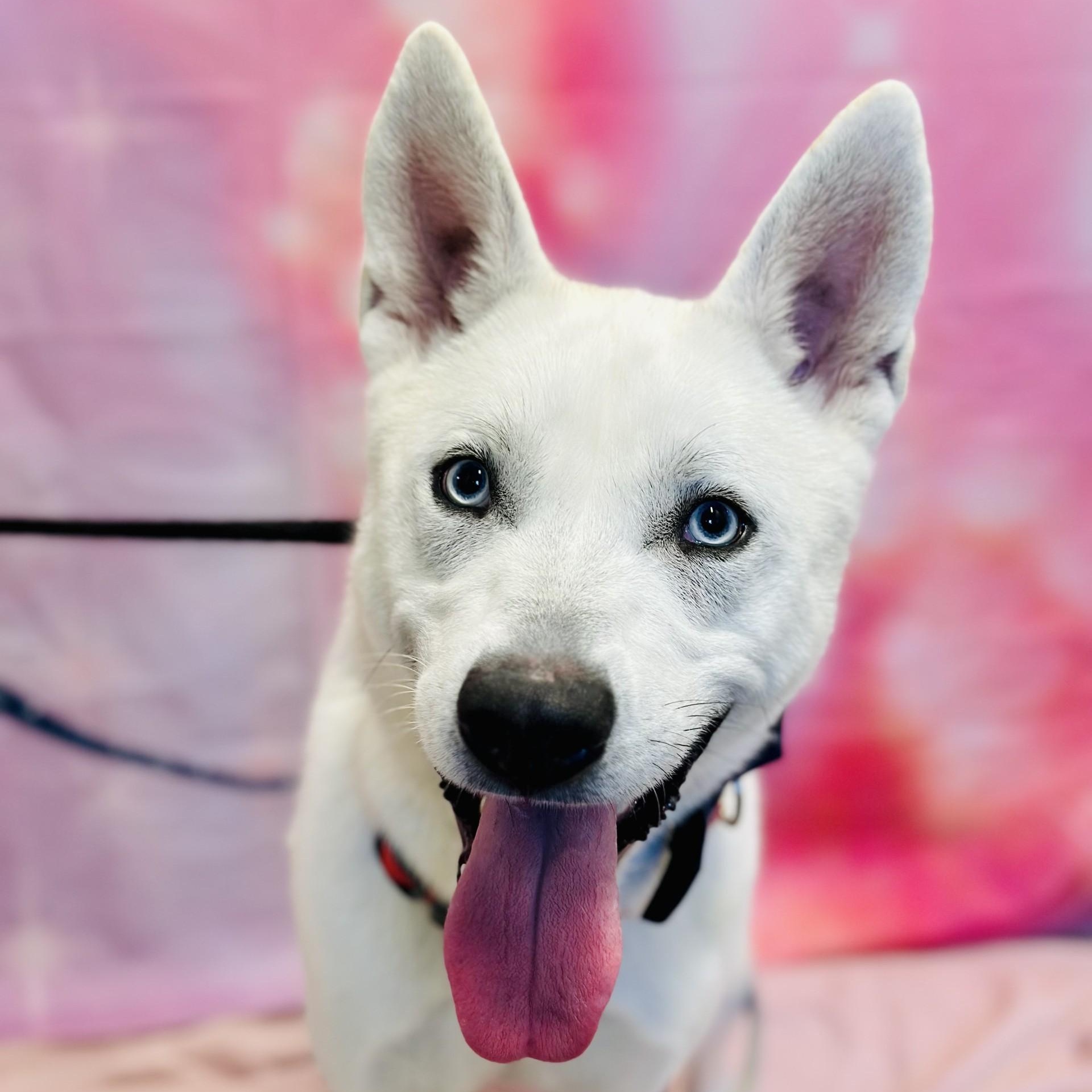 Enlarge Blitz , a ADOPTABLE Husky in Jackson, NJ image 3/6