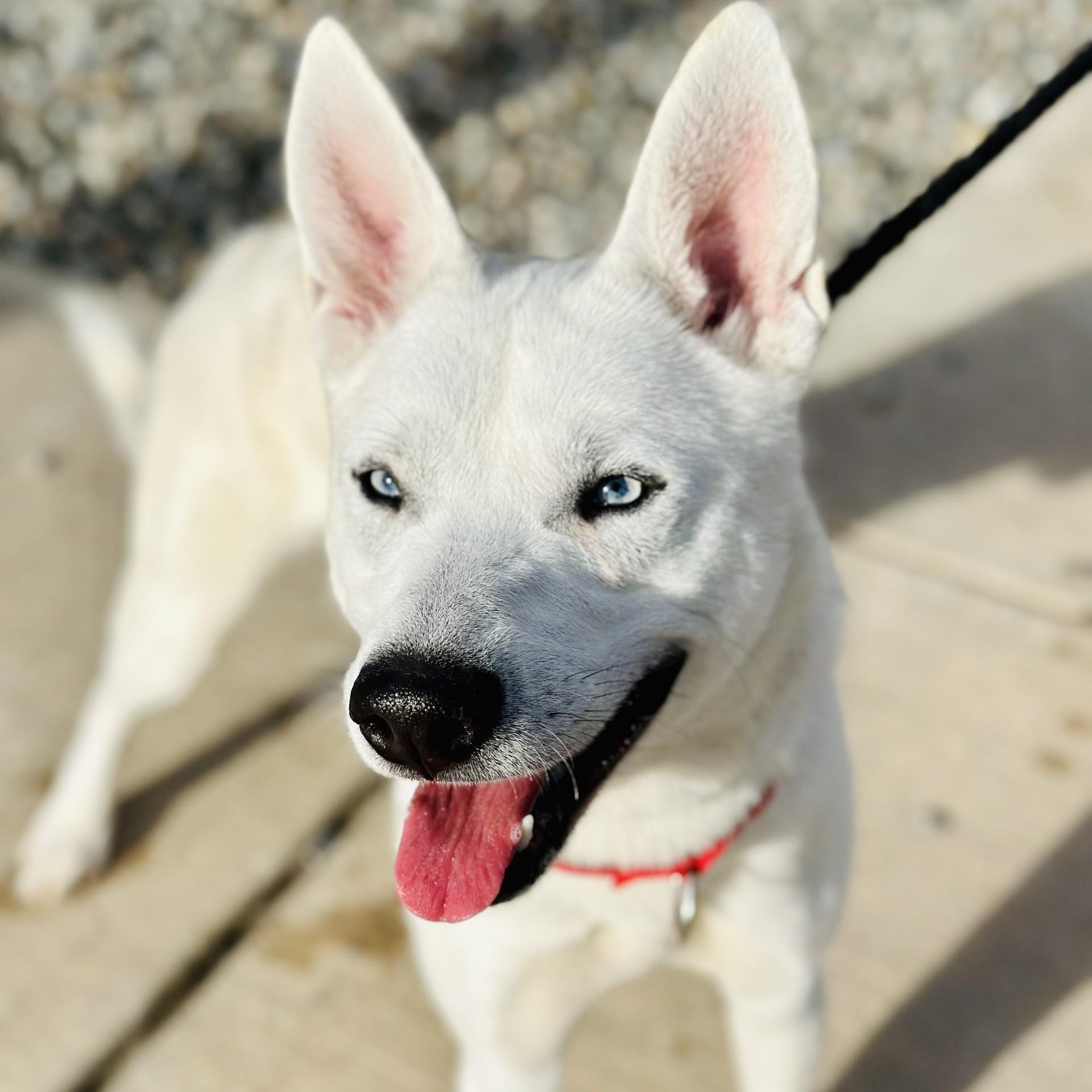 Enlarge Blitz , a ADOPTABLE Husky in Jackson, NJ image 6/6
