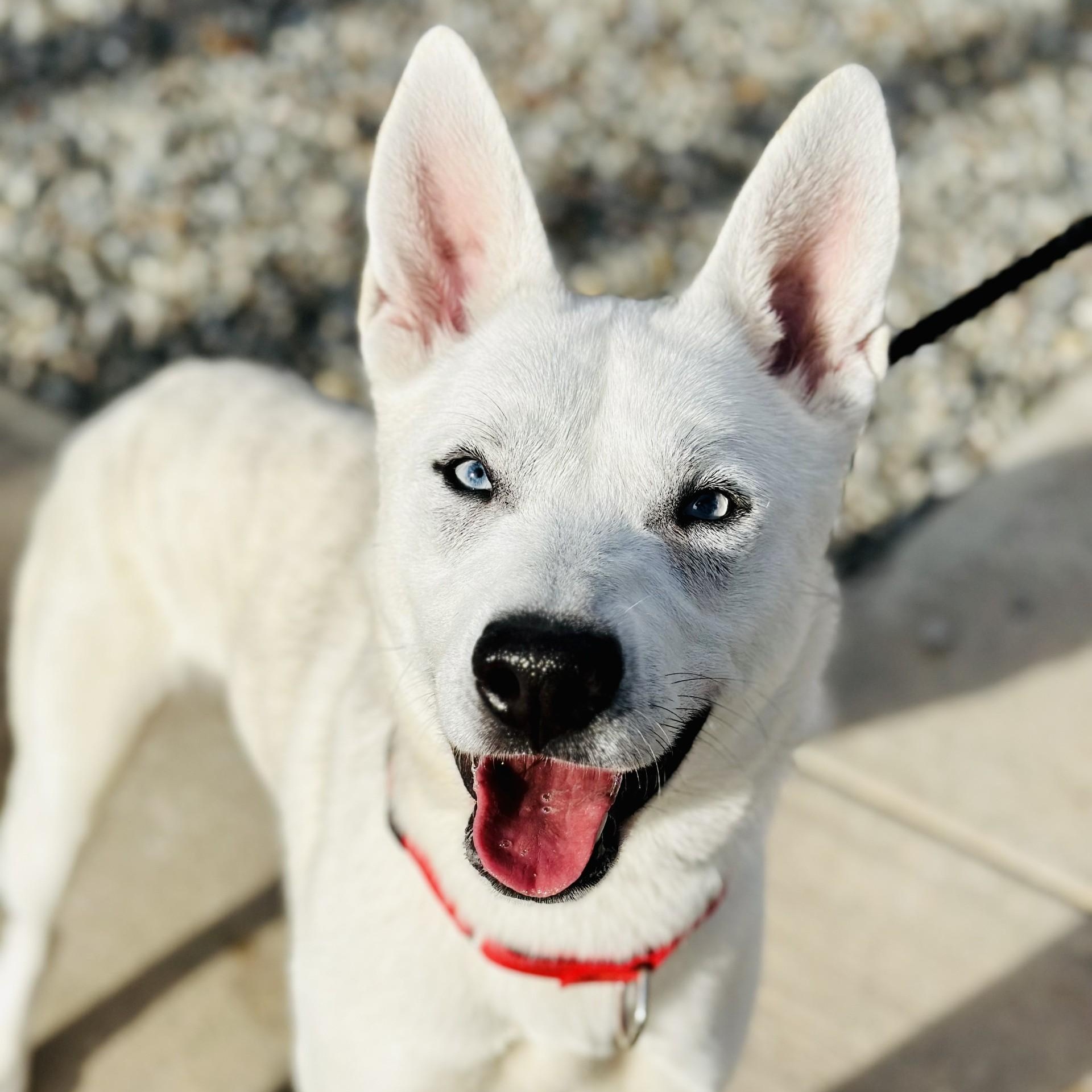 Enlarge Blitz , a ADOPTABLE Husky in Jackson, NJ image 4/6