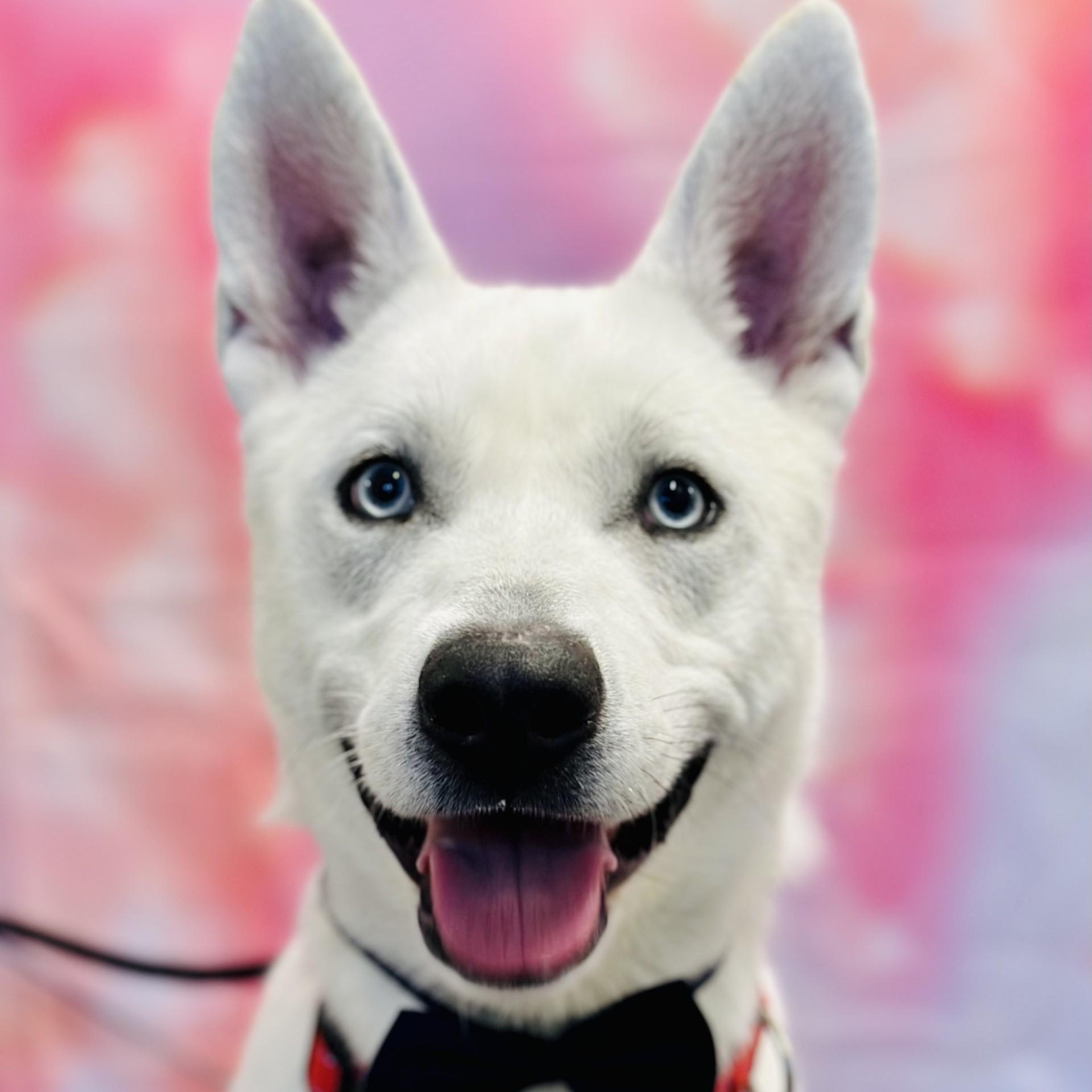 Blitz , ADOPTABLE, Adult Male Husky.