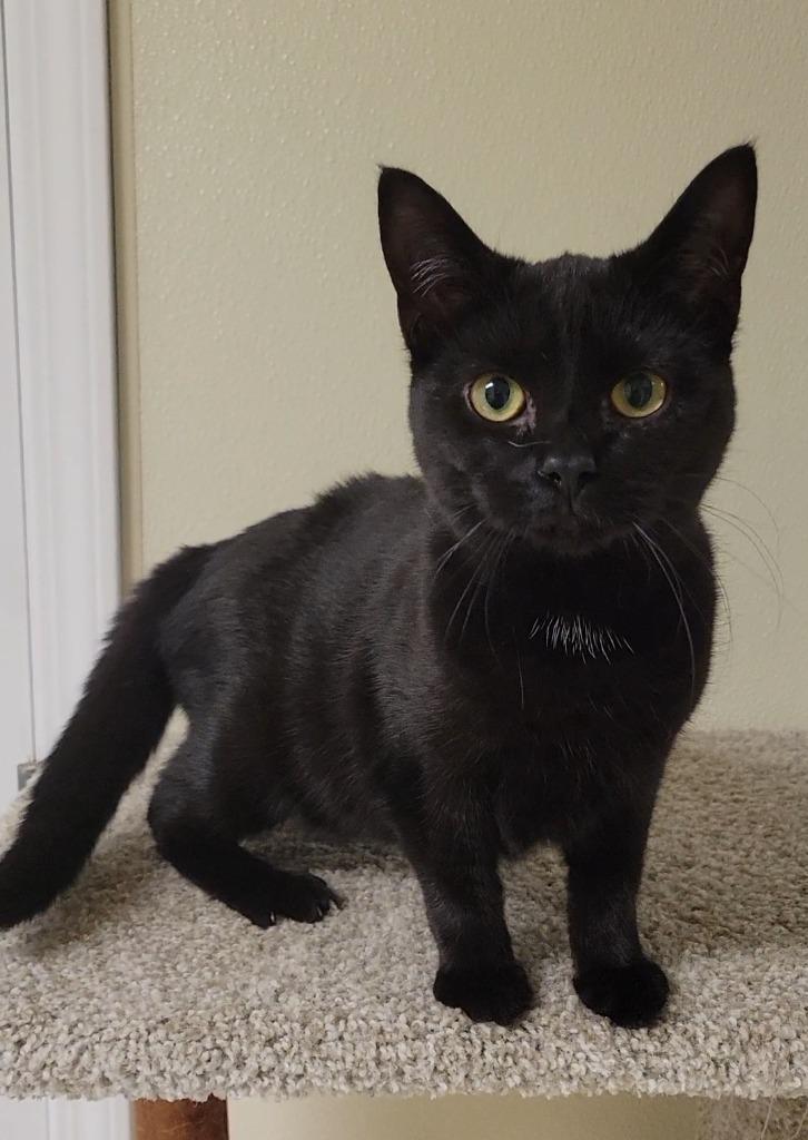 Enlarge JACKIE, a Adoptable mixed breed in Sandusky, OH image 1/1