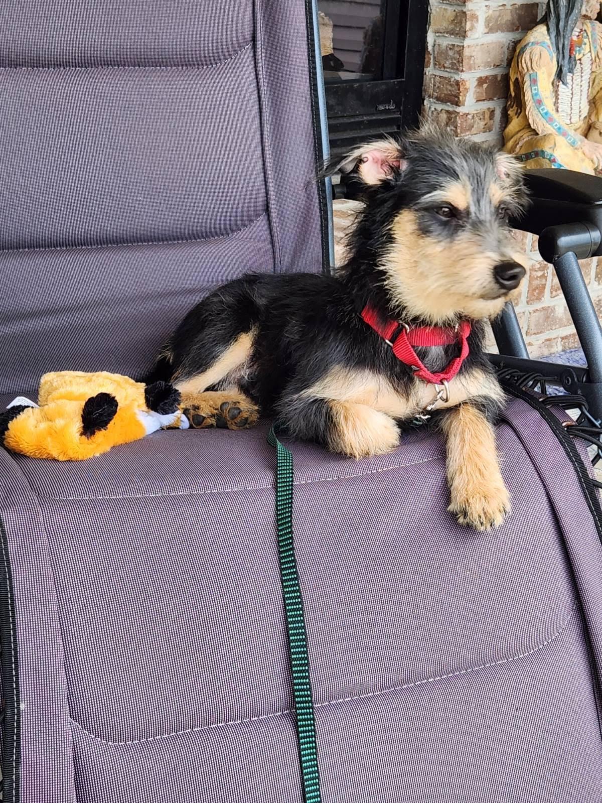 Lucky, Adoptable, Adult Male Wire Fox Terrier.