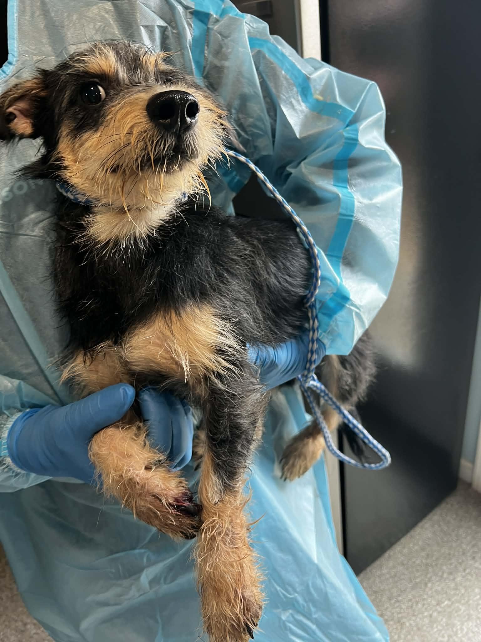 Enlarge Lucky, a Adoptable mixed breed in Knoxville, TN image 2/3