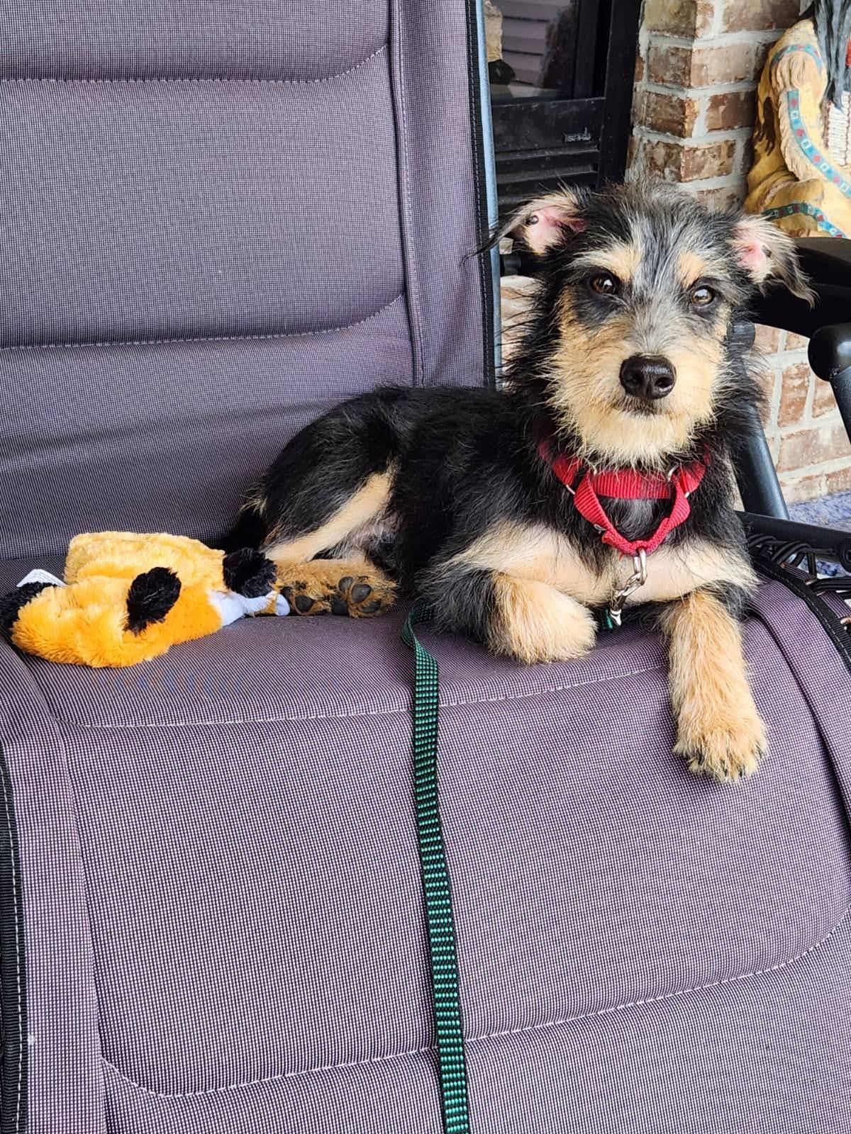 Enlarge Lucky, a Adoptable mixed breed in Knoxville, TN image 3/3