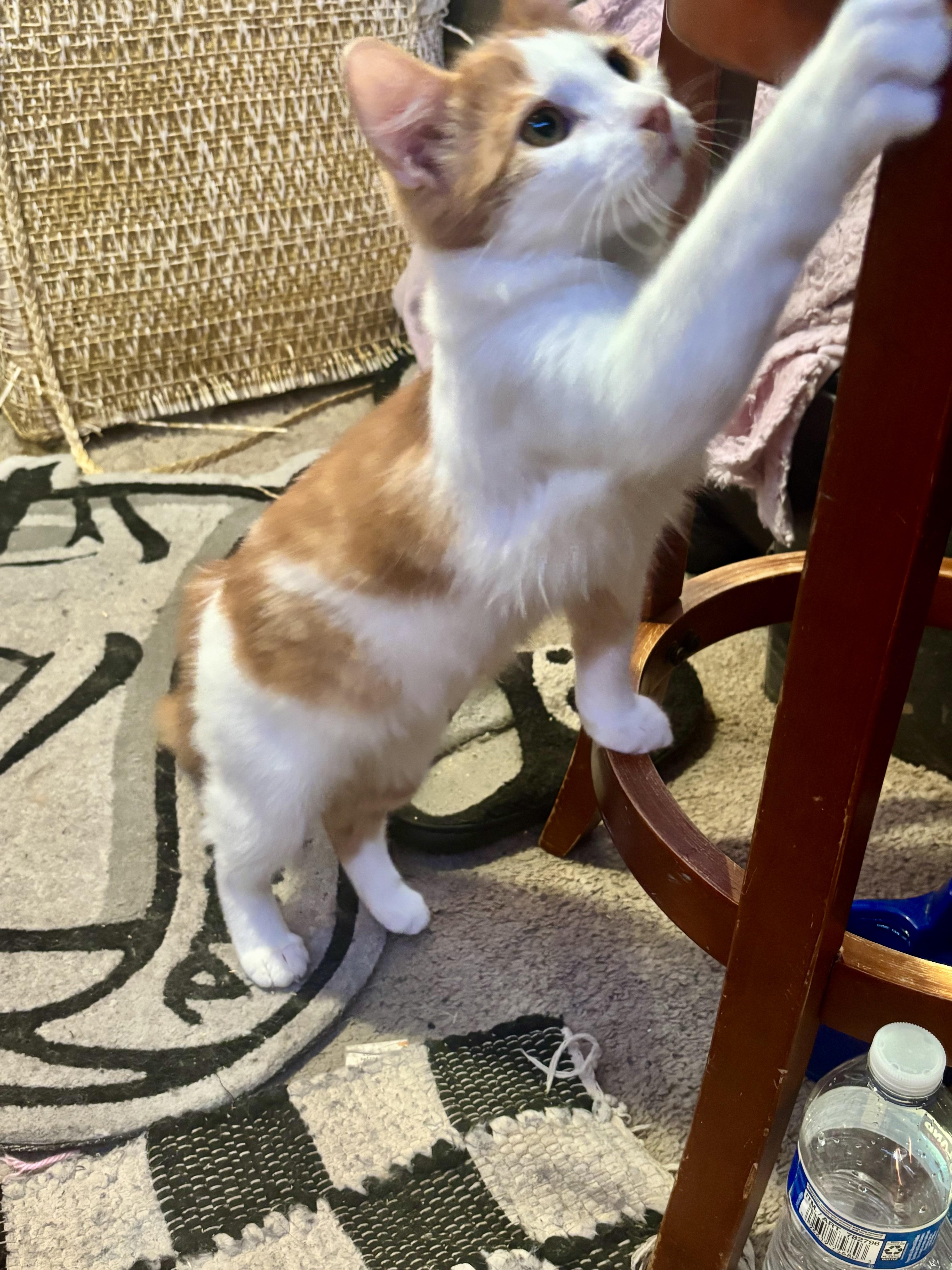 Enlarge Pee-Wee, an adopted mixed breed in Mission Viejo, CA image 5/5