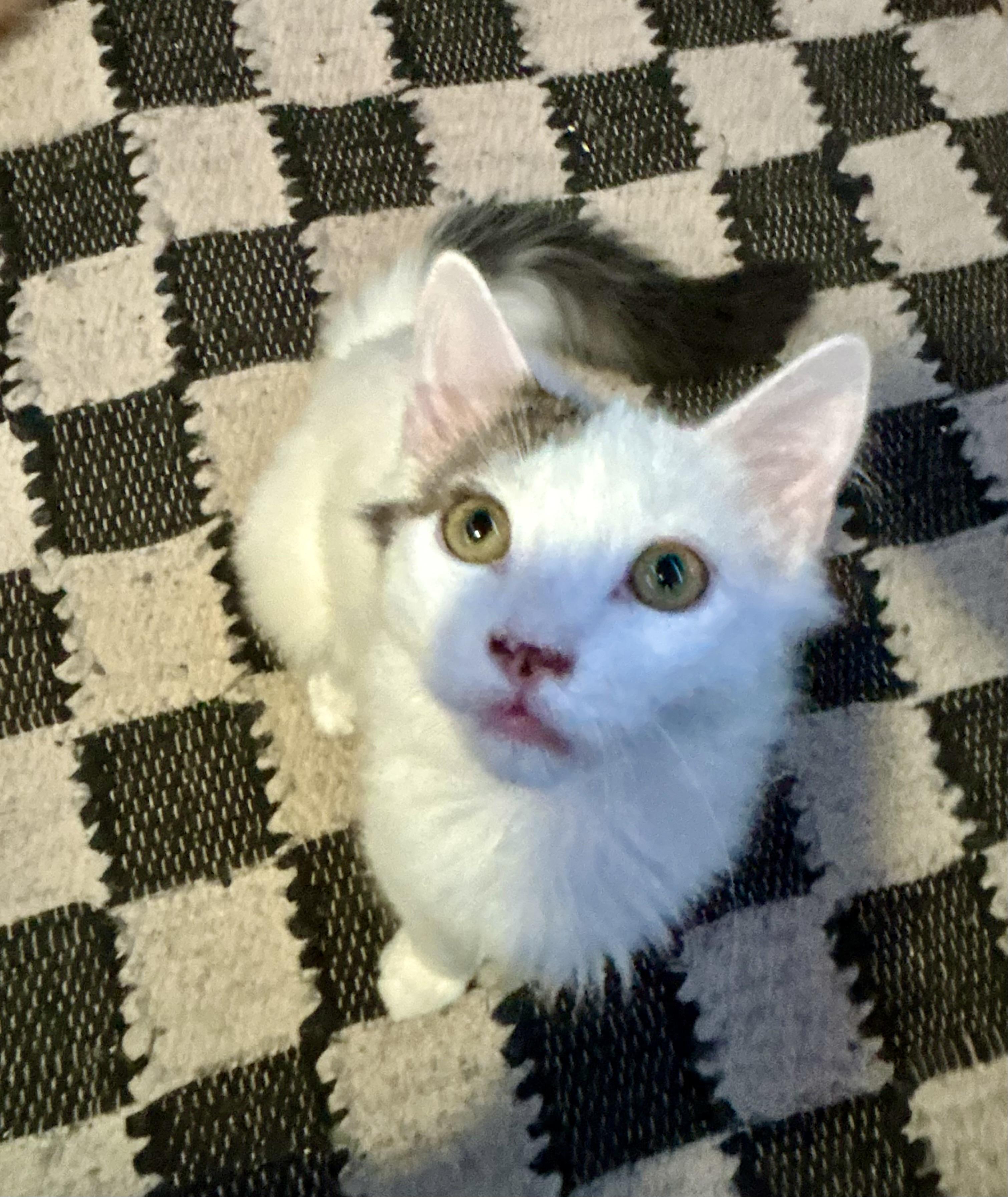 Enlarge Pee-Wee, an adopted mixed breed in Mission Viejo, CA image 2/5