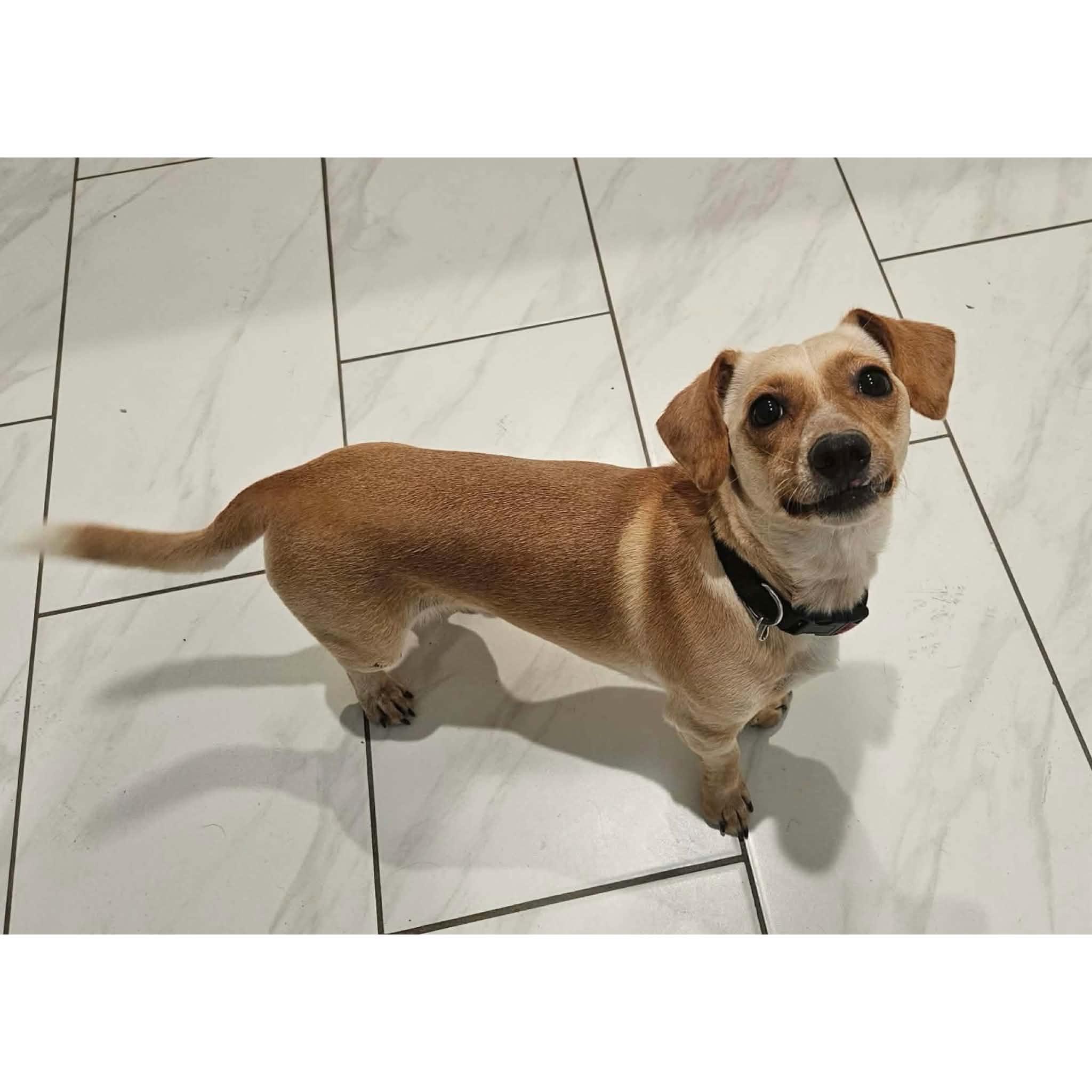 Charlie, an adopted mixed breed in Boulder, CO image 1/2