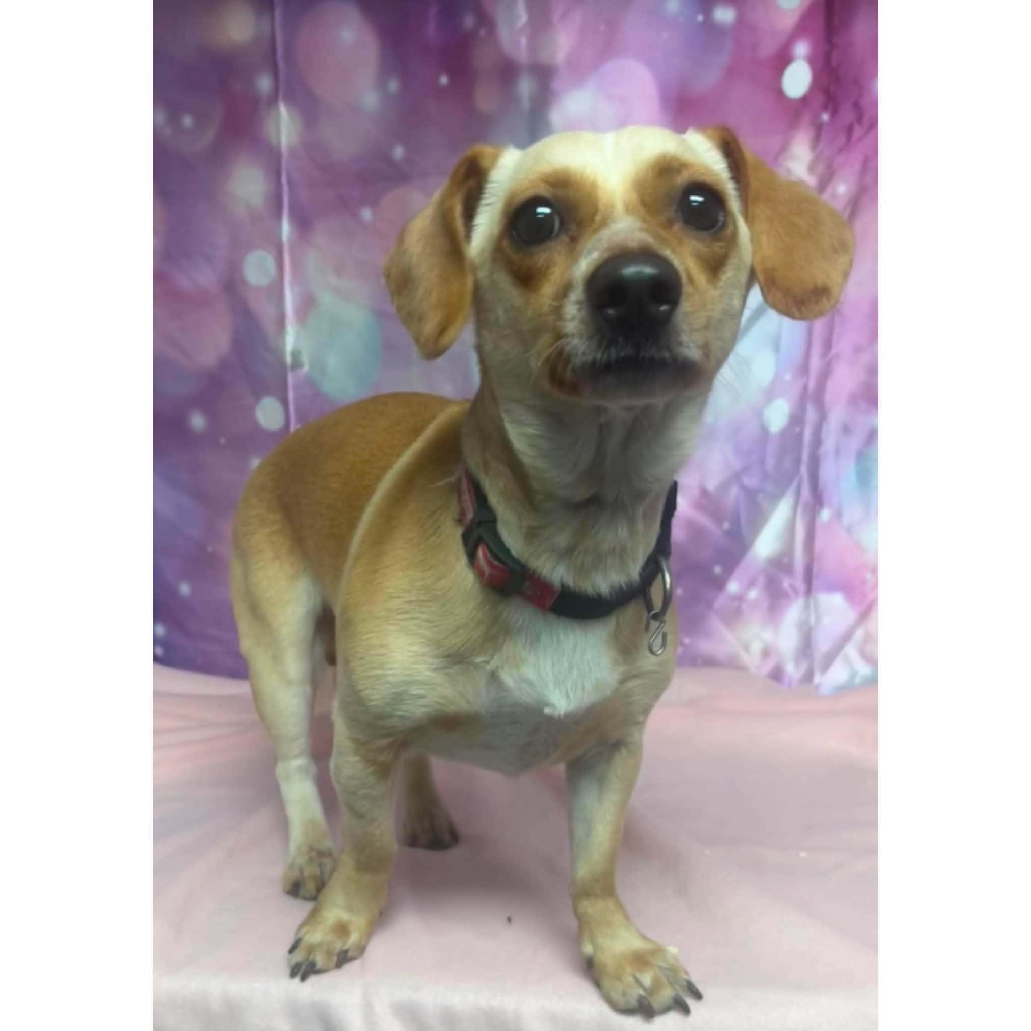 Charlie, an adopted mixed breed in Boulder, CO image 2/2