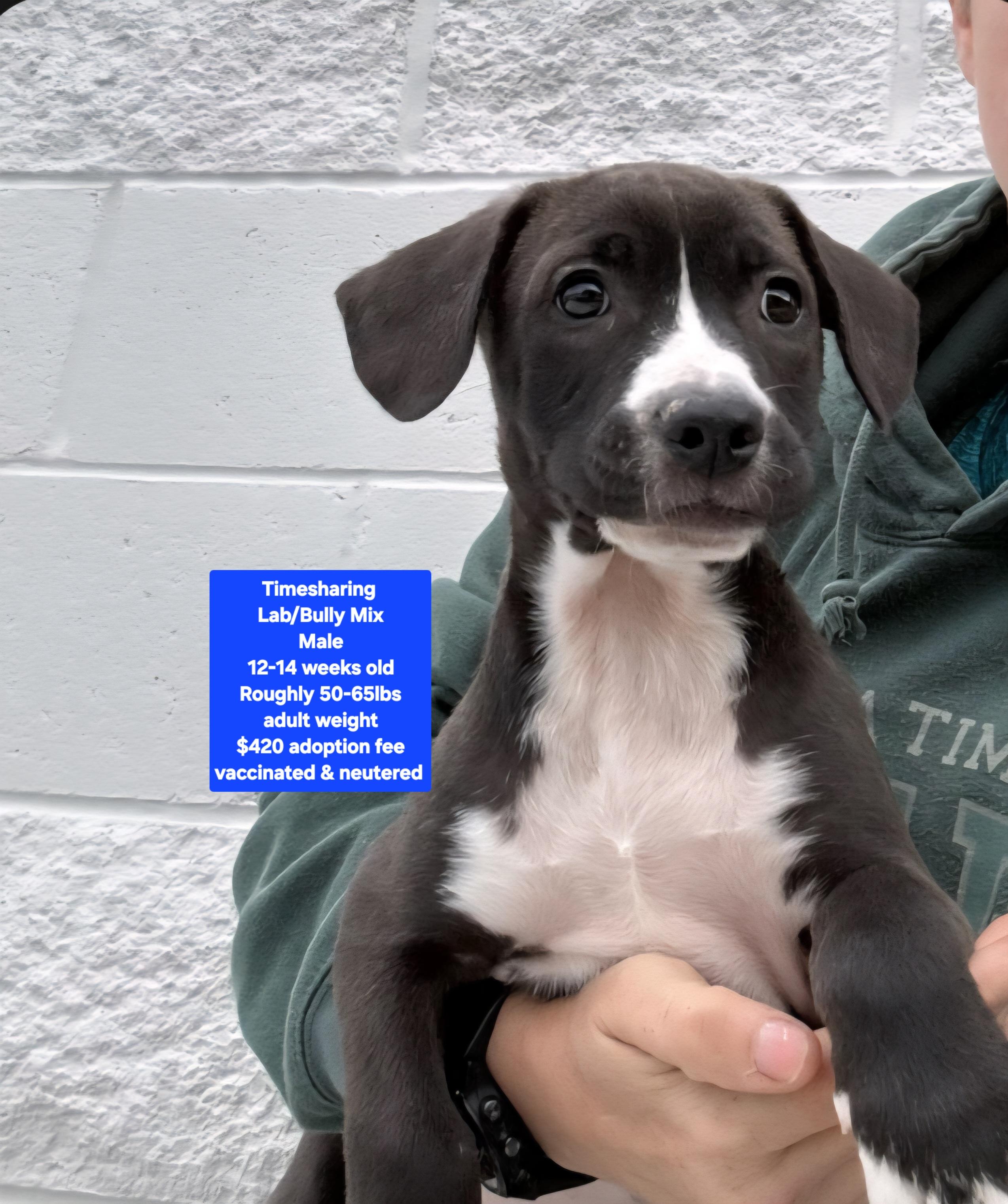 Timesharing , ADOPTABLE, Puppy Male Labrador Retriever & American Bully.