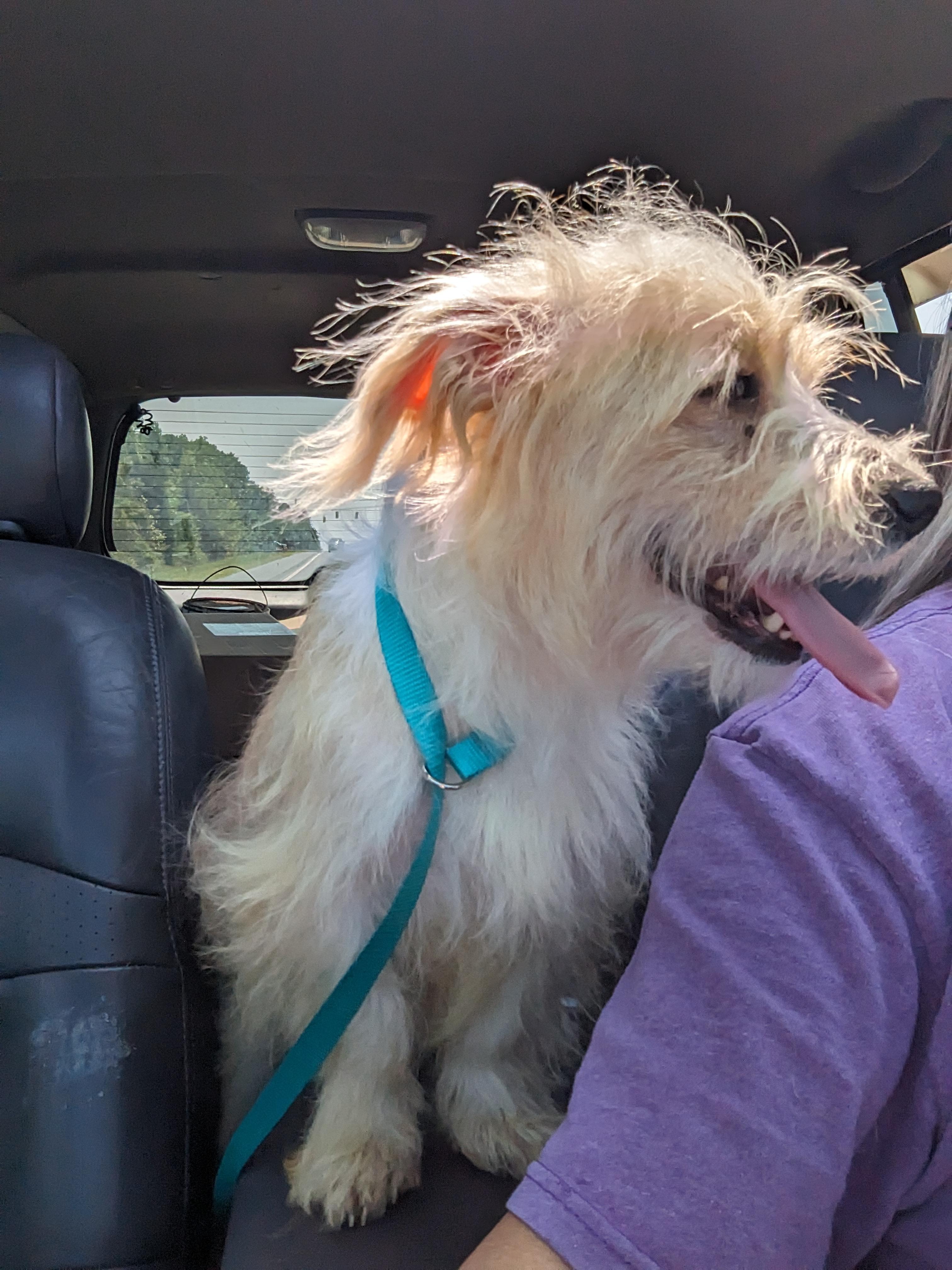 Dwight(aka Spinner), a Adoptable mixed breed in Chattanooga, TN image 1/4