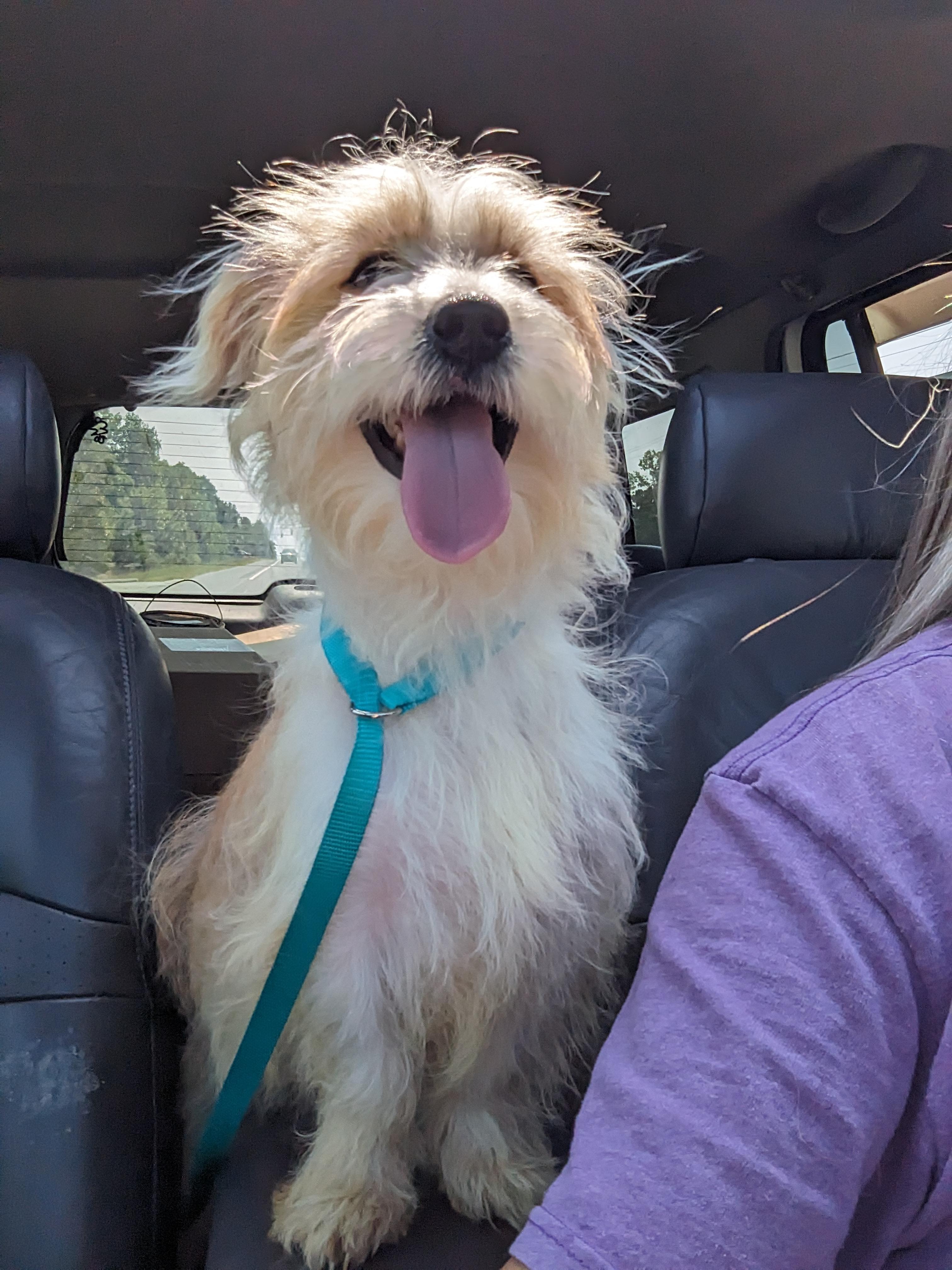 Dwight(aka Spinner), a Adoptable mixed breed in Chattanooga, TN image 2/4