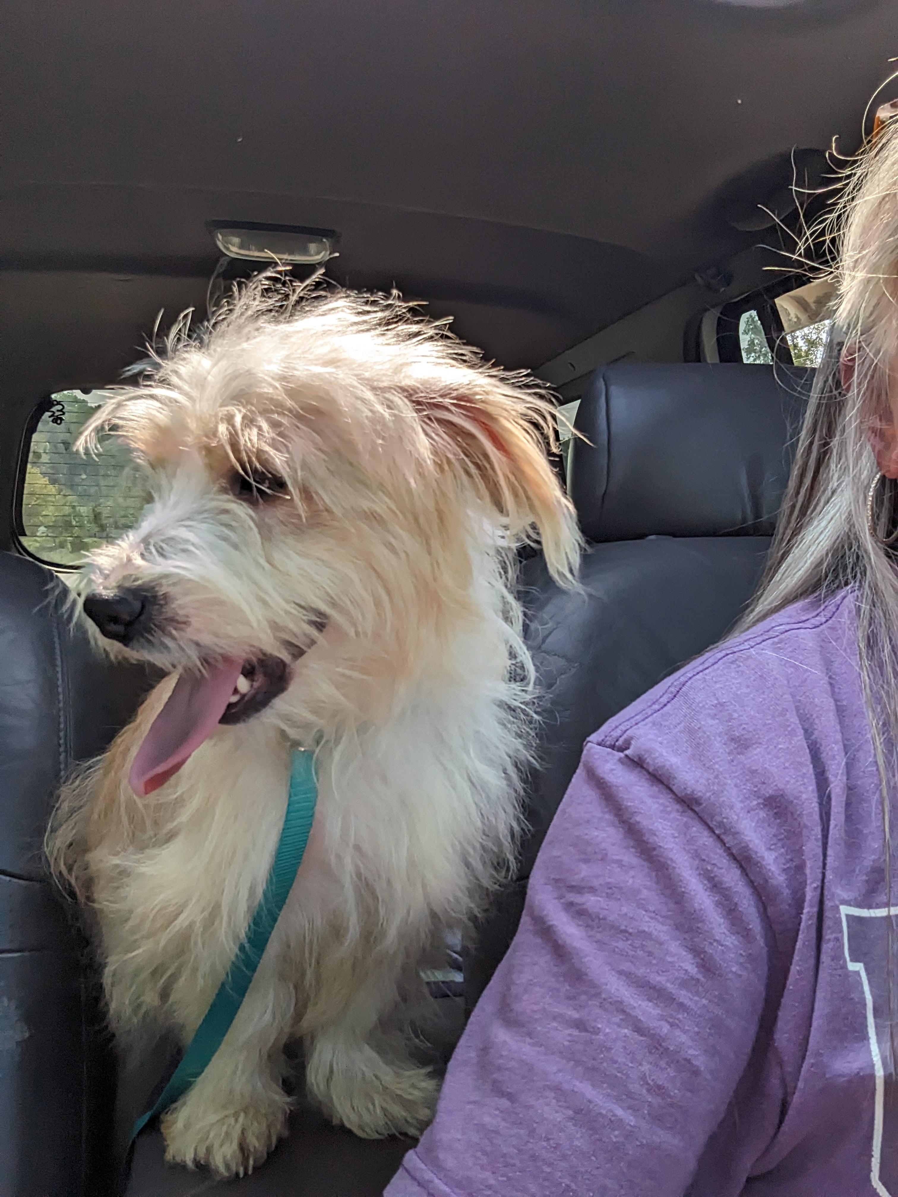 Dwight(aka Spinner), a Adoptable mixed breed in Chattanooga, TN image 3/4