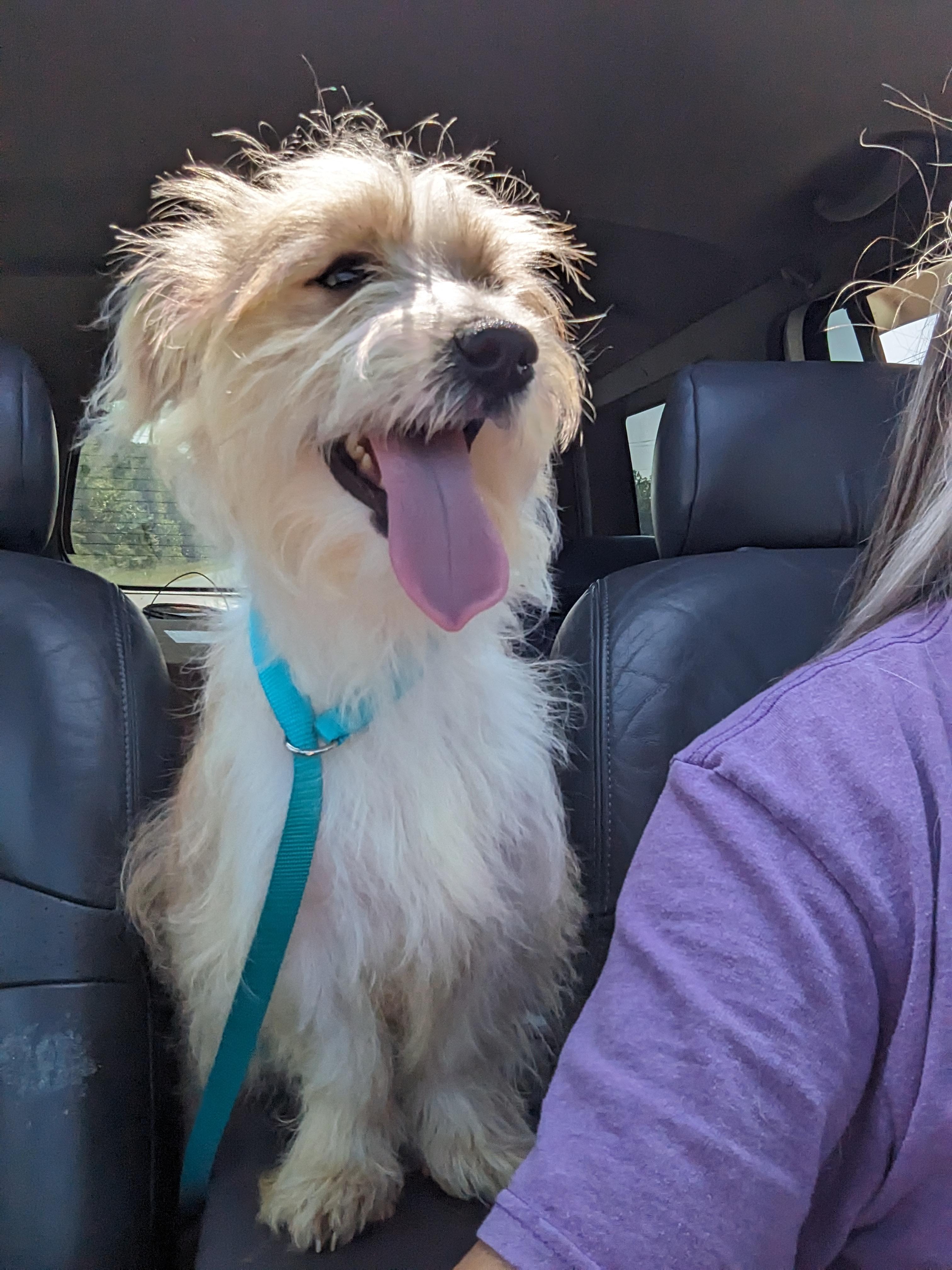 Dwight(aka Spinner), Adult Male Terrier