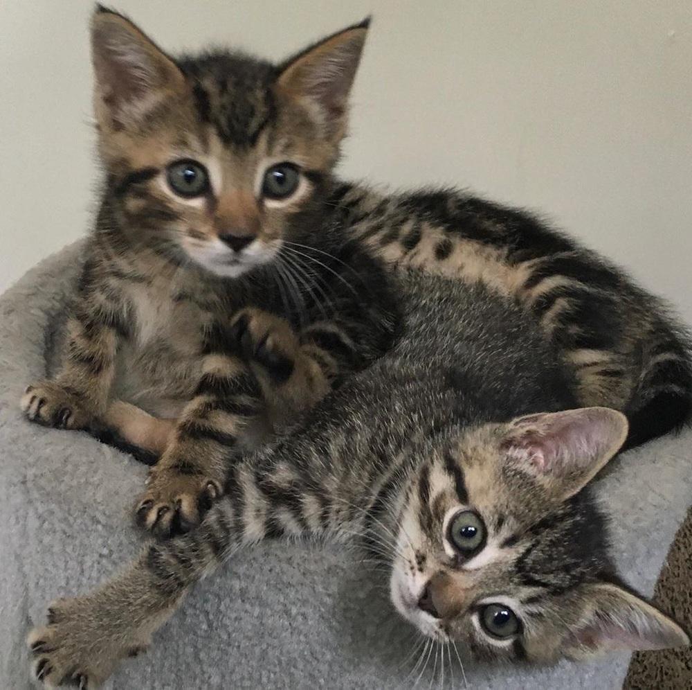 Jack, Adopted, Kitten Male American Shorthair.