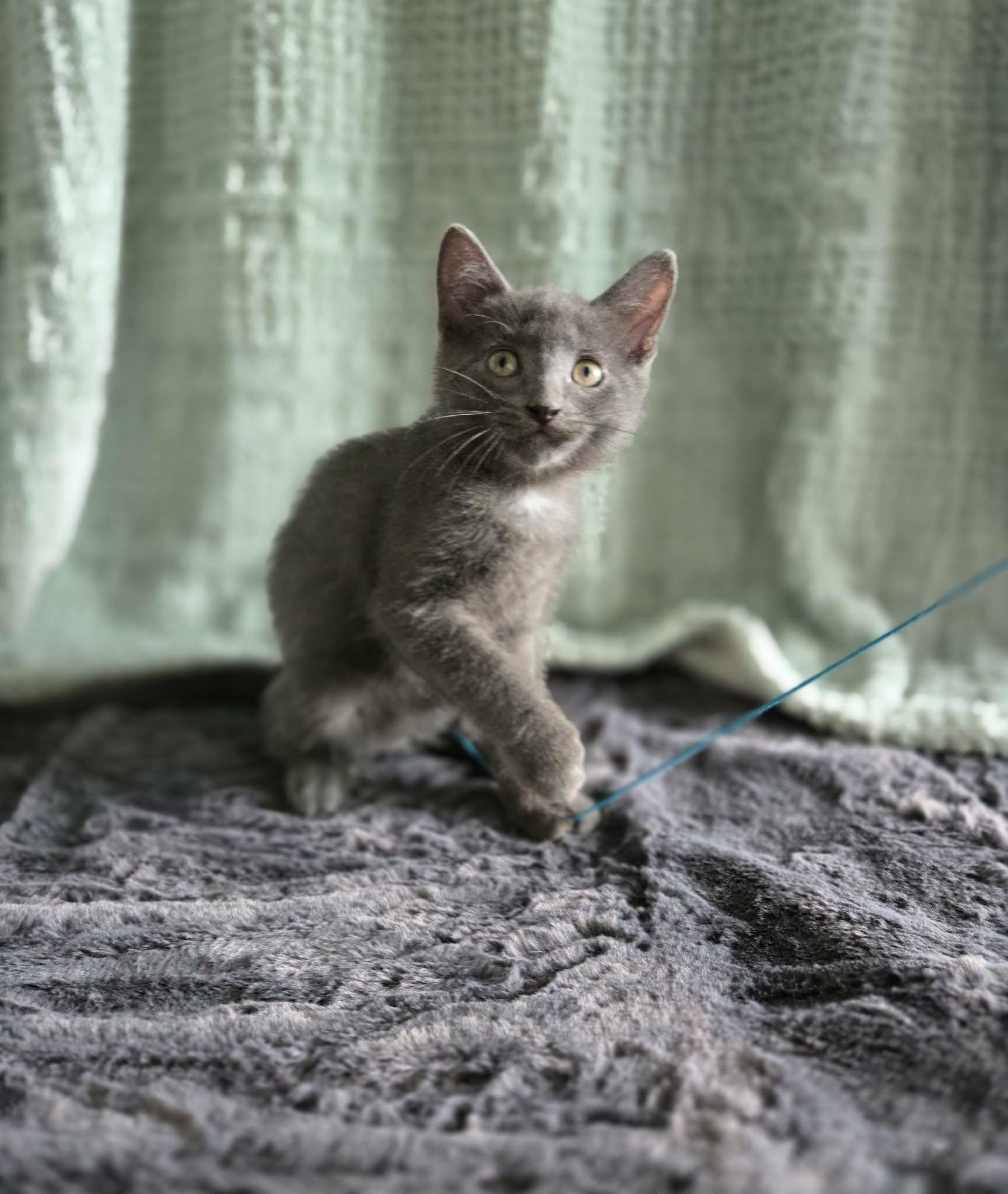 Enlarge CHIP, an adoption pending Domestic Short Hair in Tillsonburg, ON image 1/6