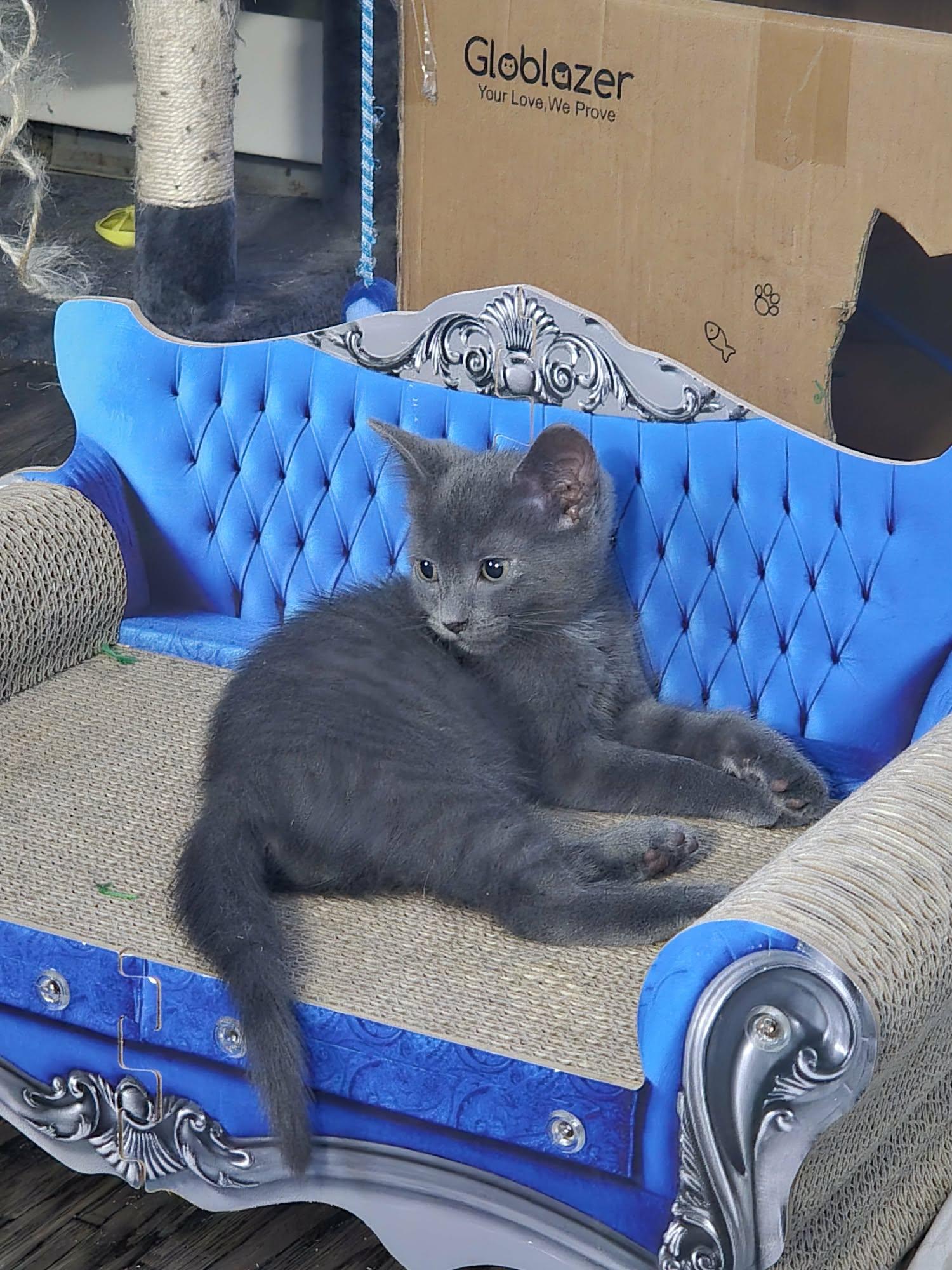 Enlarge CHIP, an adoption pending Domestic Short Hair in Tillsonburg, ON image 5/6