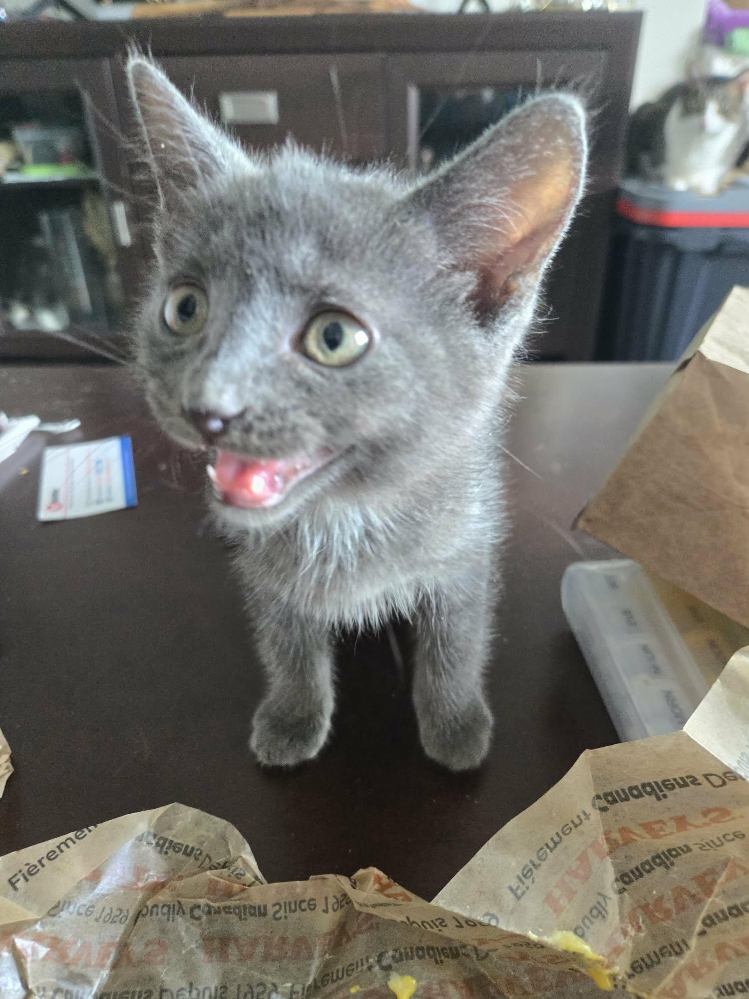 Enlarge CHIP, an adoption pending Domestic Short Hair in Tillsonburg, ON image 4/6