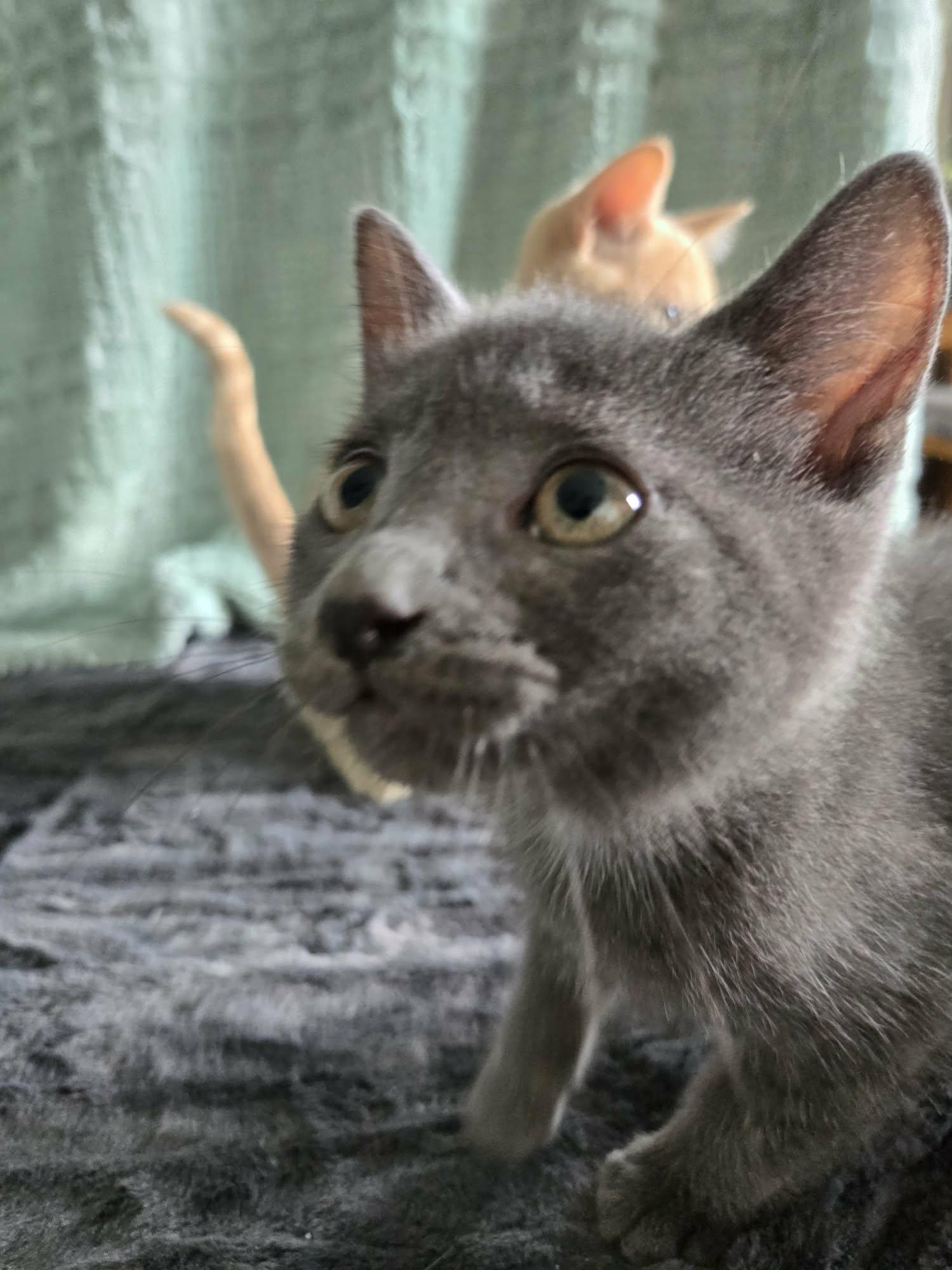 Enlarge CHIP, an adoption pending Domestic Short Hair in Tillsonburg, ON image 6/6