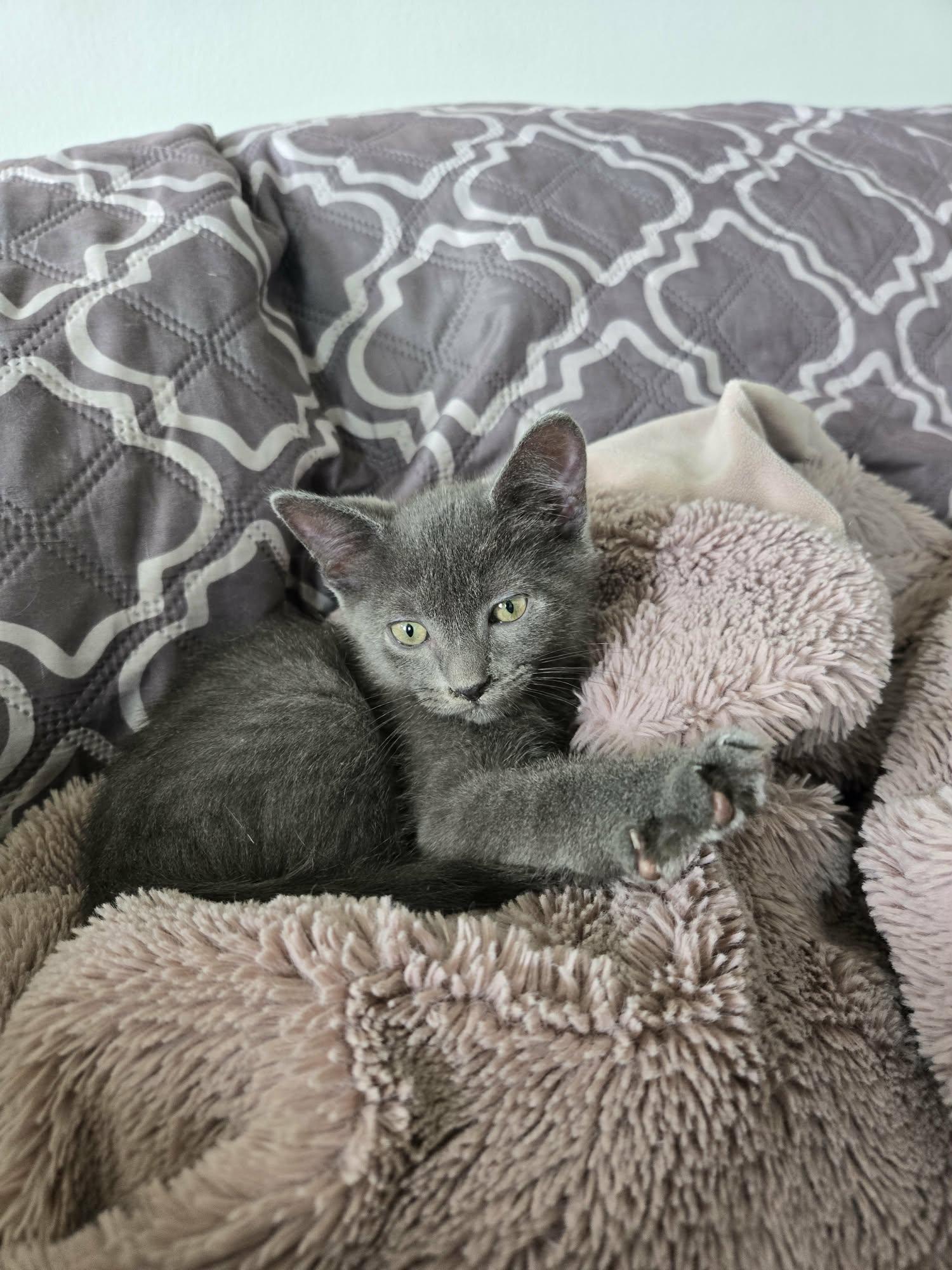 Enlarge CHIP, an adoption pending Domestic Short Hair in Tillsonburg, ON image 2/6